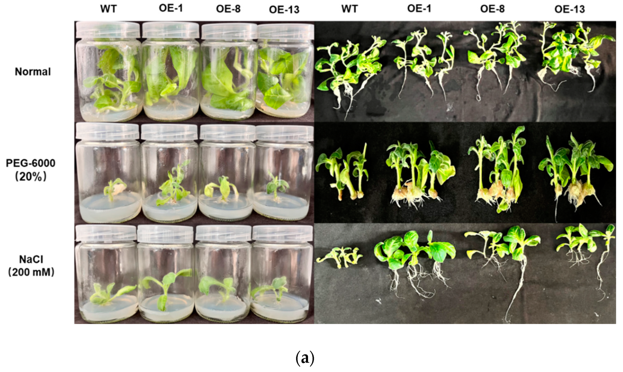 Genes 15 00693 g006a