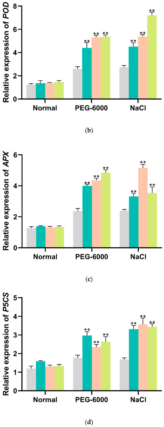 A Sweet Potato MYB Transcription Factor IbMYB330 Enhances
