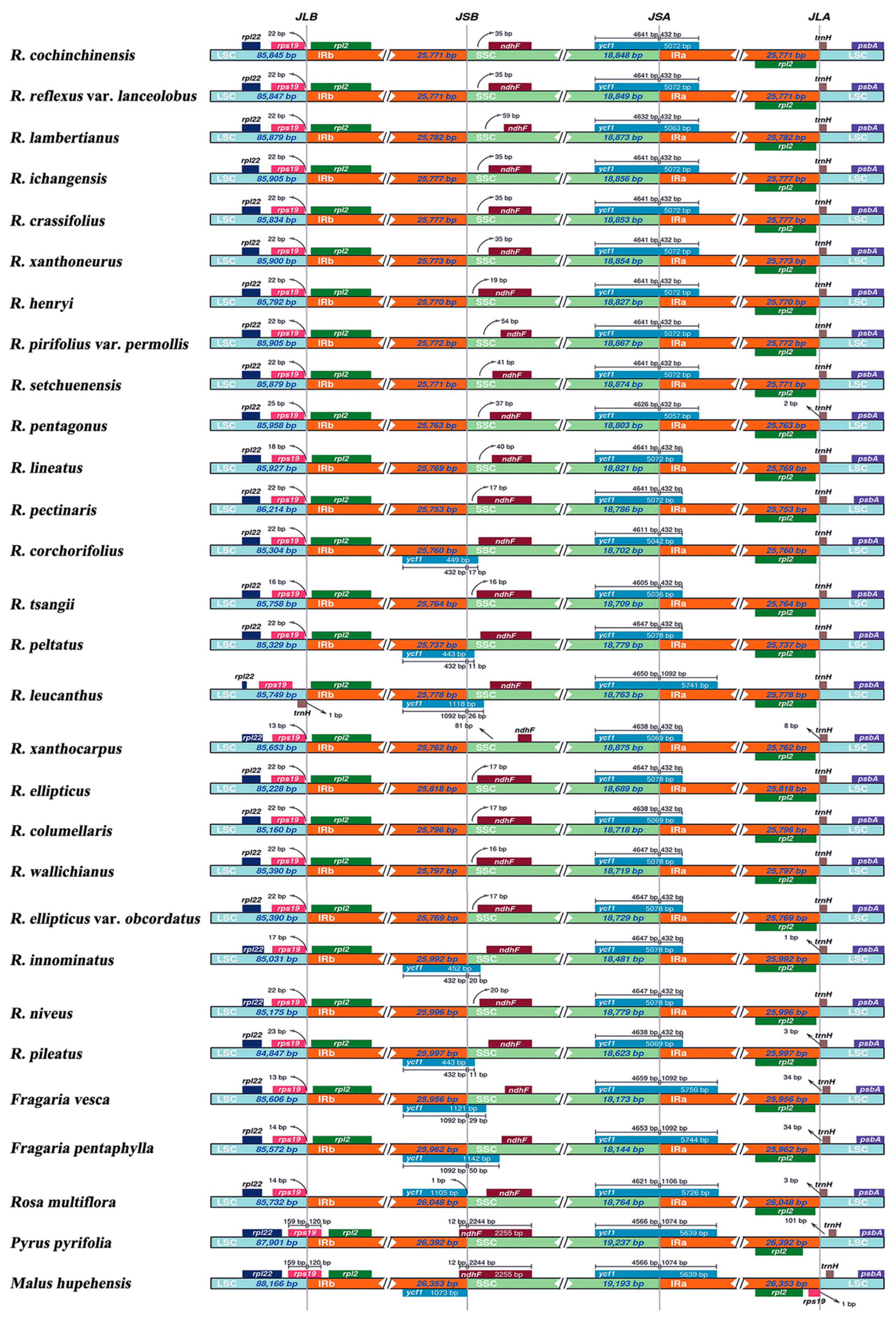 Comparative Analysis of Complete Chloroplast Genomes of