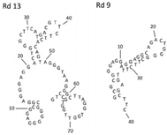 Genes 15 00733 i006