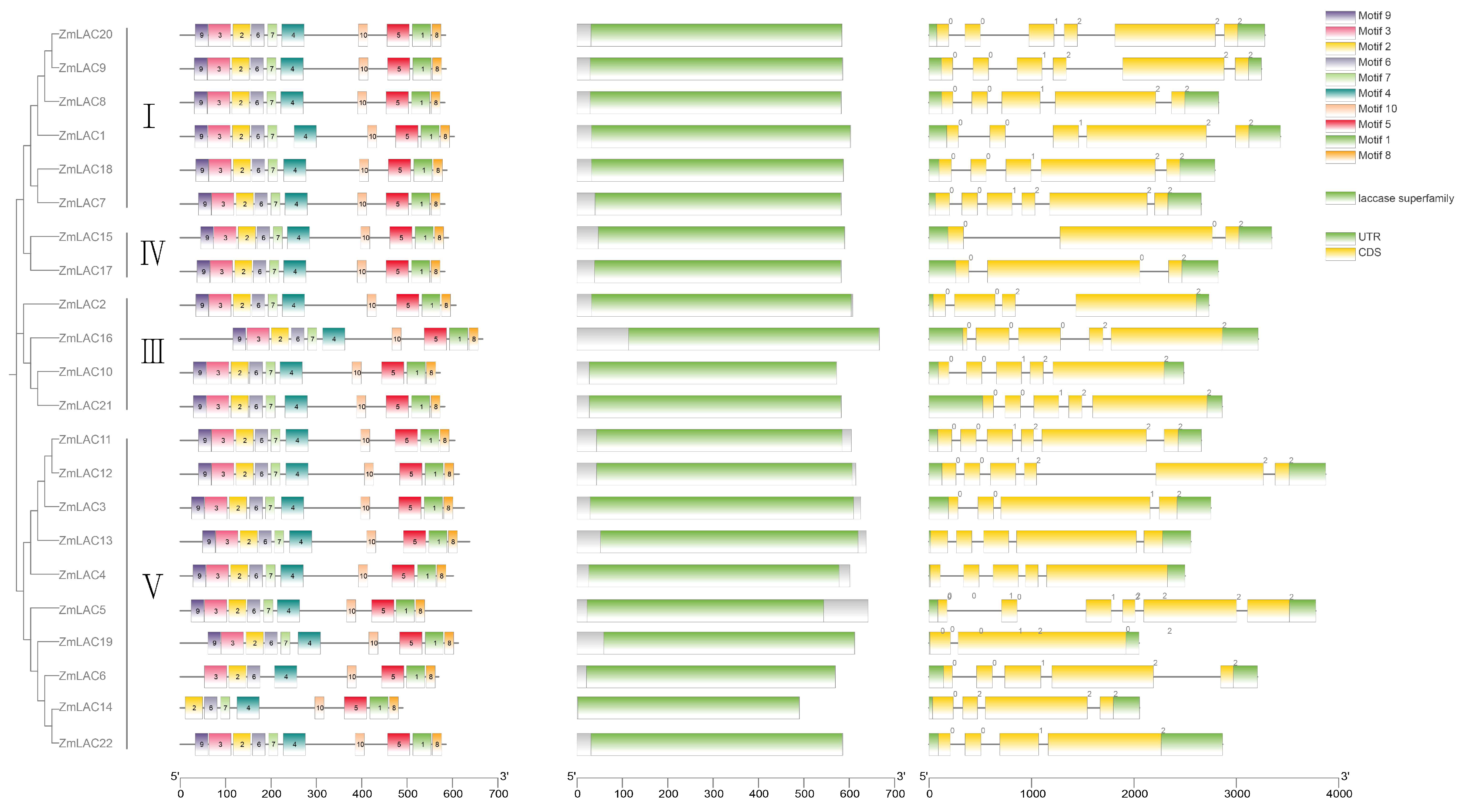 Genes 15 00749 g004 Genes 15 00749 g004