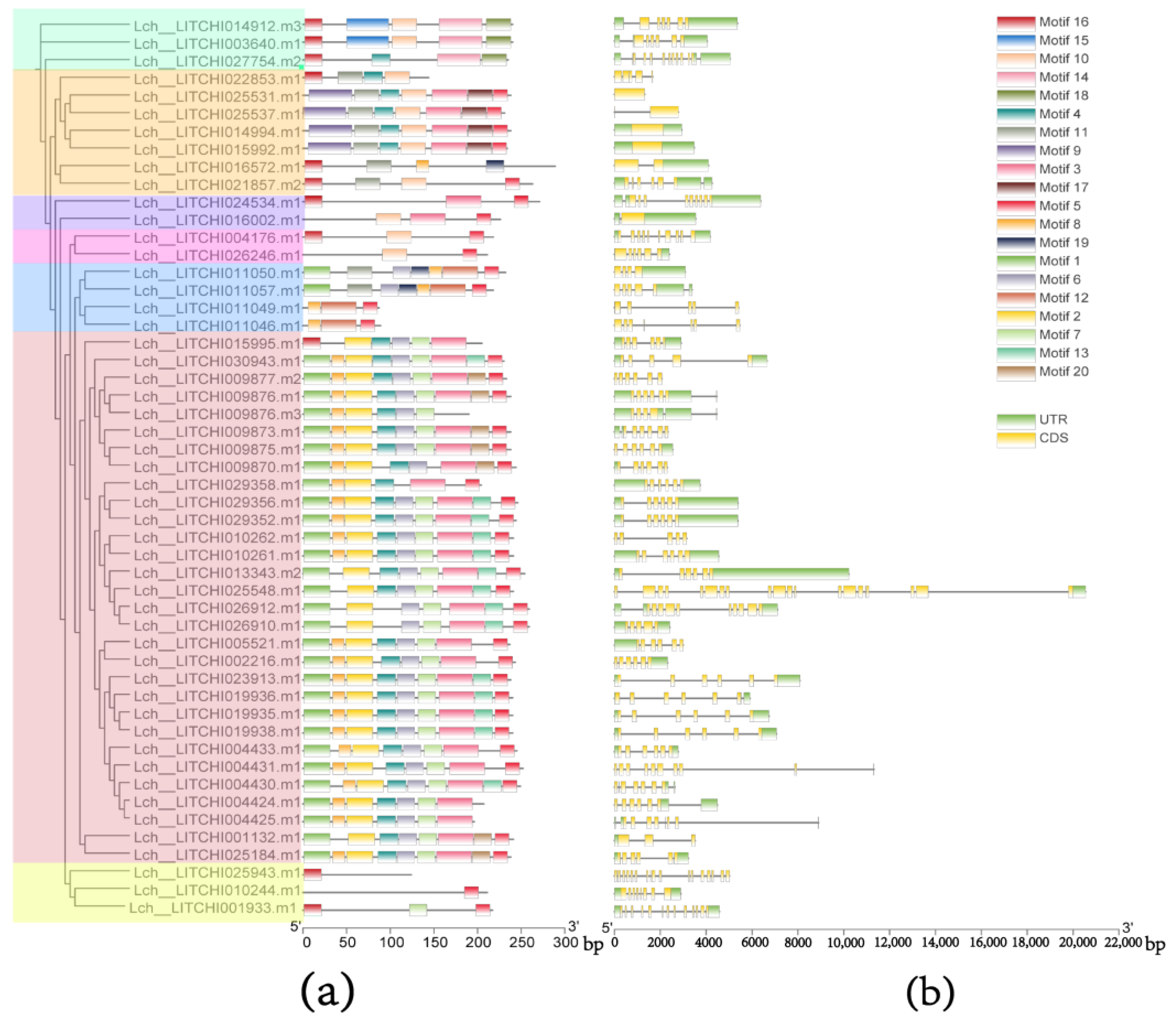Genes 15 00757 g003a