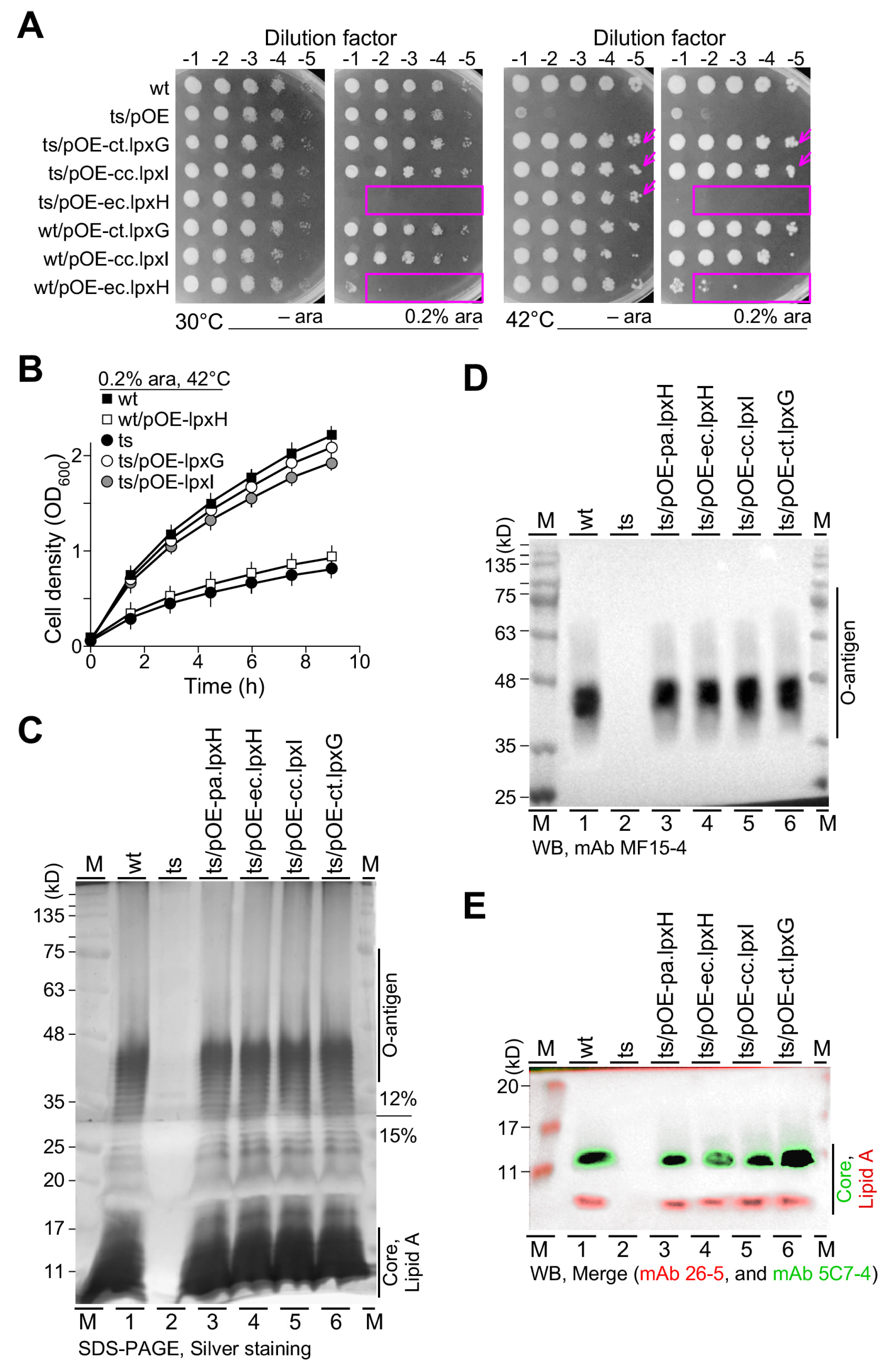 Genes 15 00784 g005