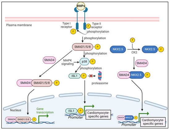 Signaling Pathways Governing Cardiomyocyte Differentiation