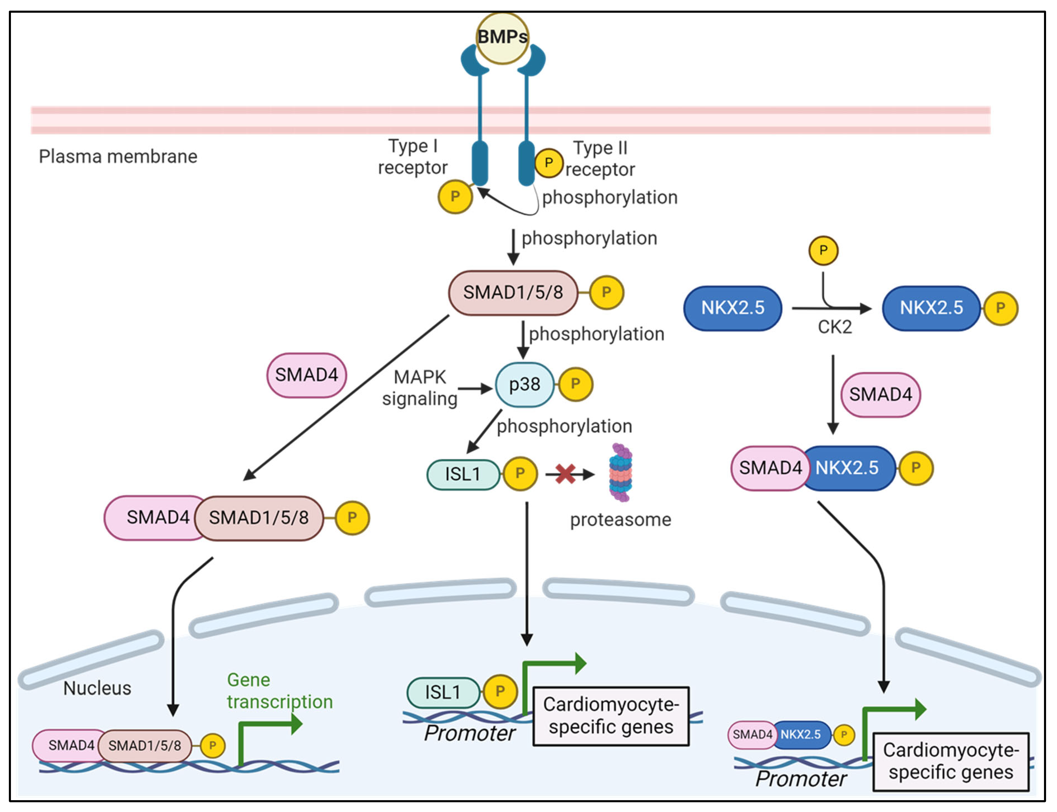 Signaling Pathways Governing Cardiomyocyte Differentiation