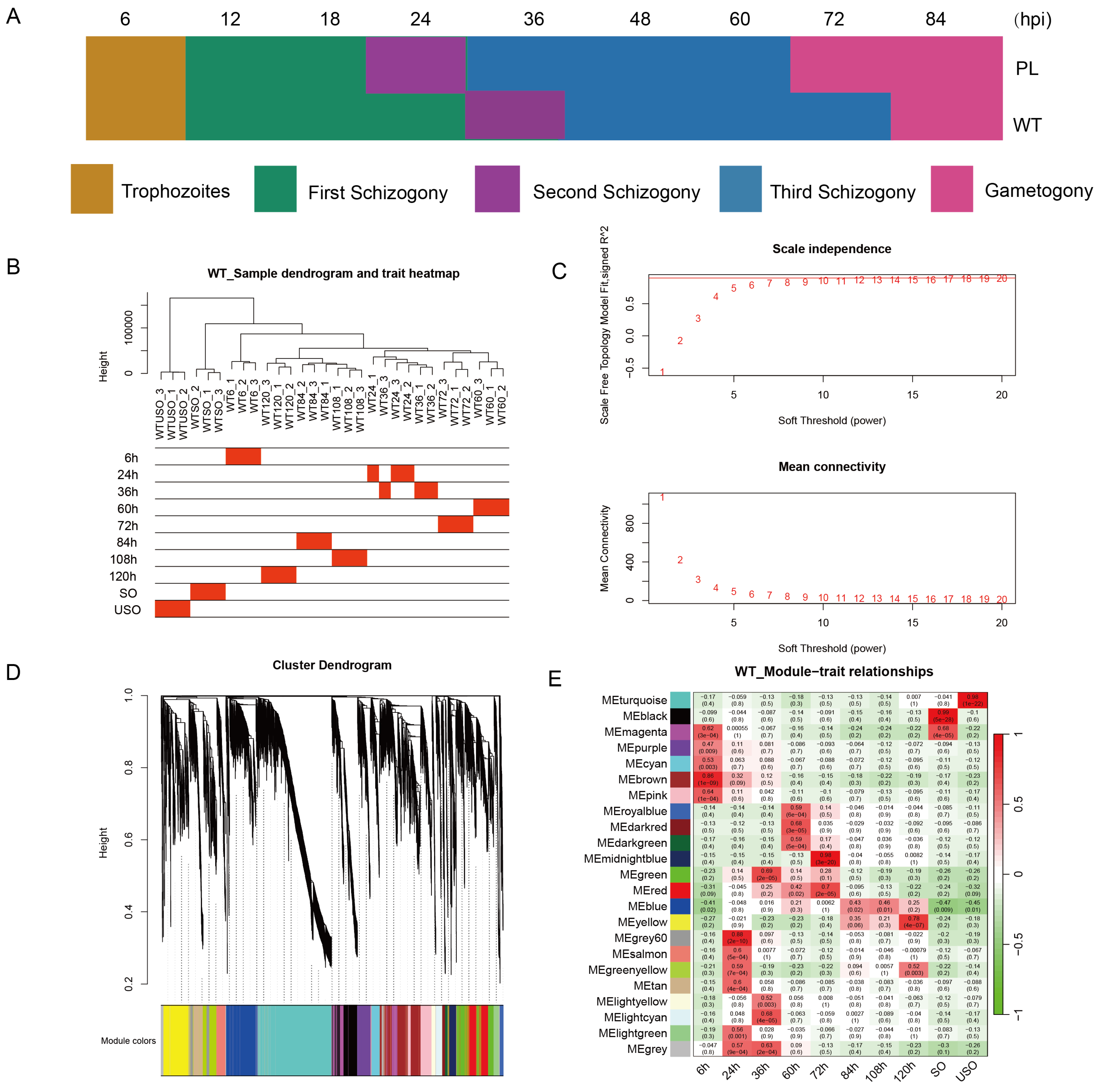 Genes 15 00831 g003 Genes 15 00831 g003