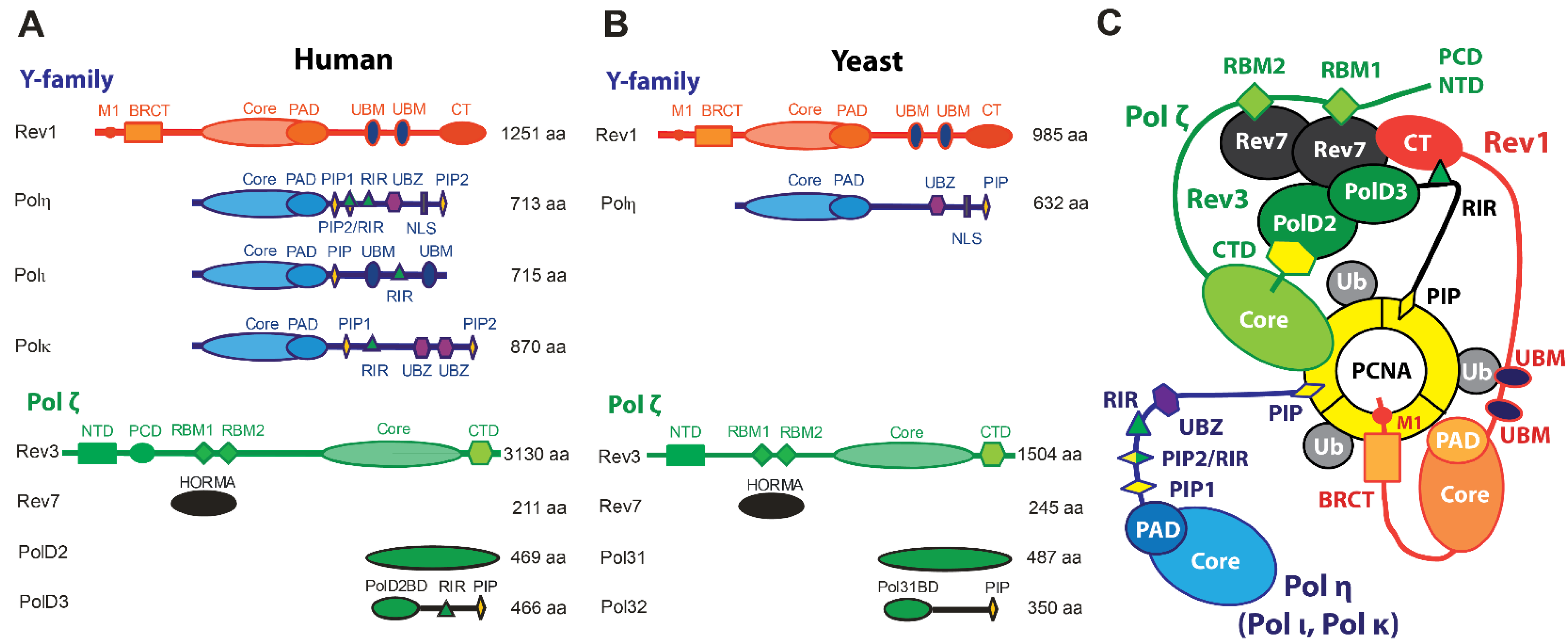Genes 15 00832 g001 Genes 15 00832 g001