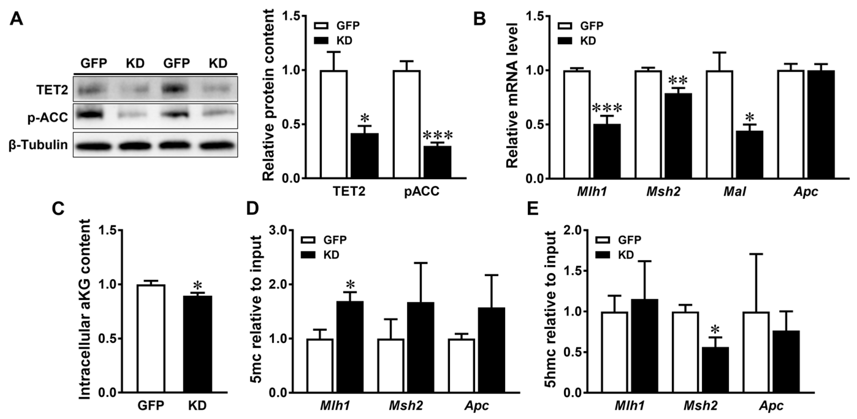 AMPK Deficiency Increases DNA Methylation and Aggravates