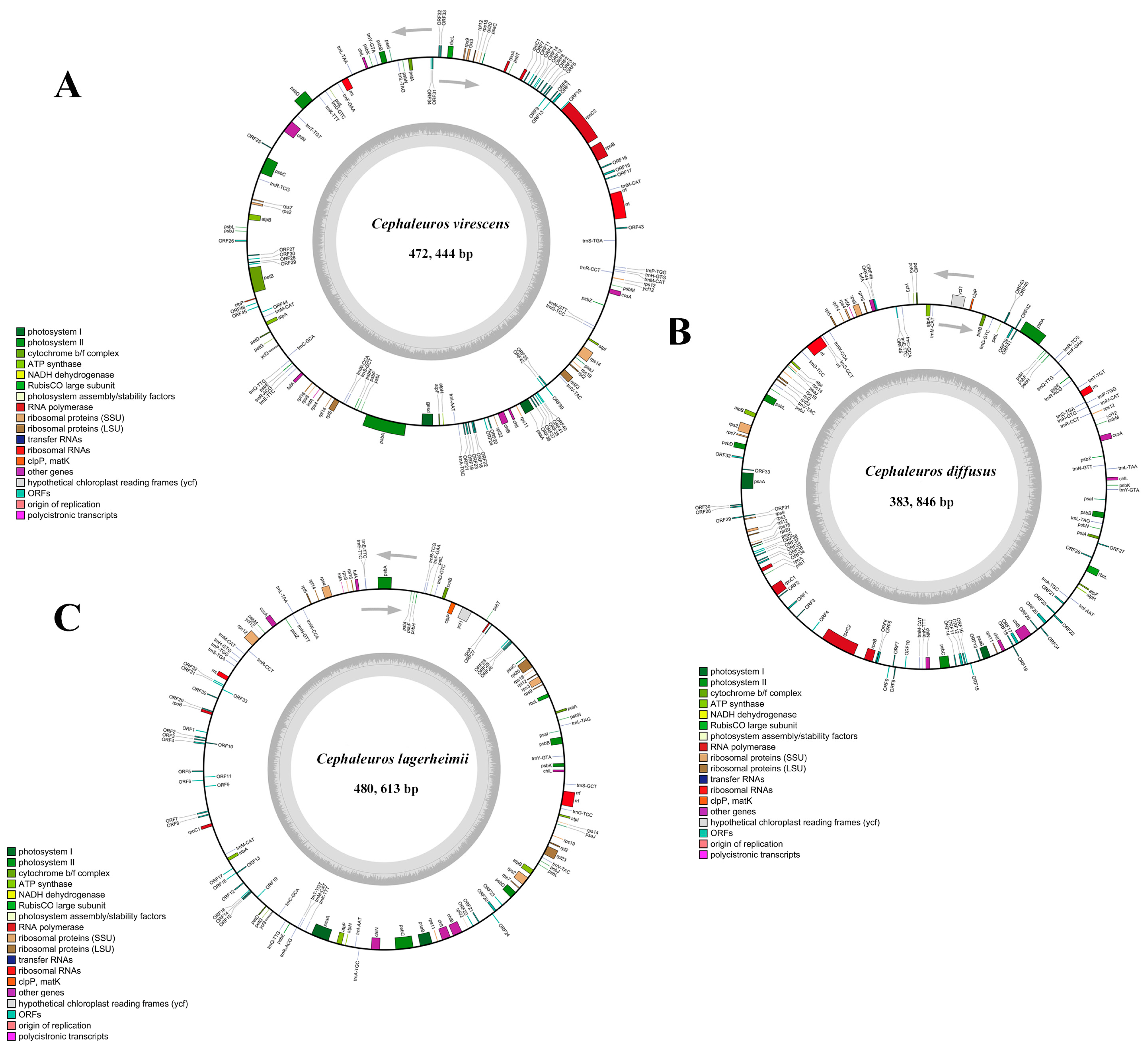 Genes 15 00839 g001 Genes 15 00839 g001