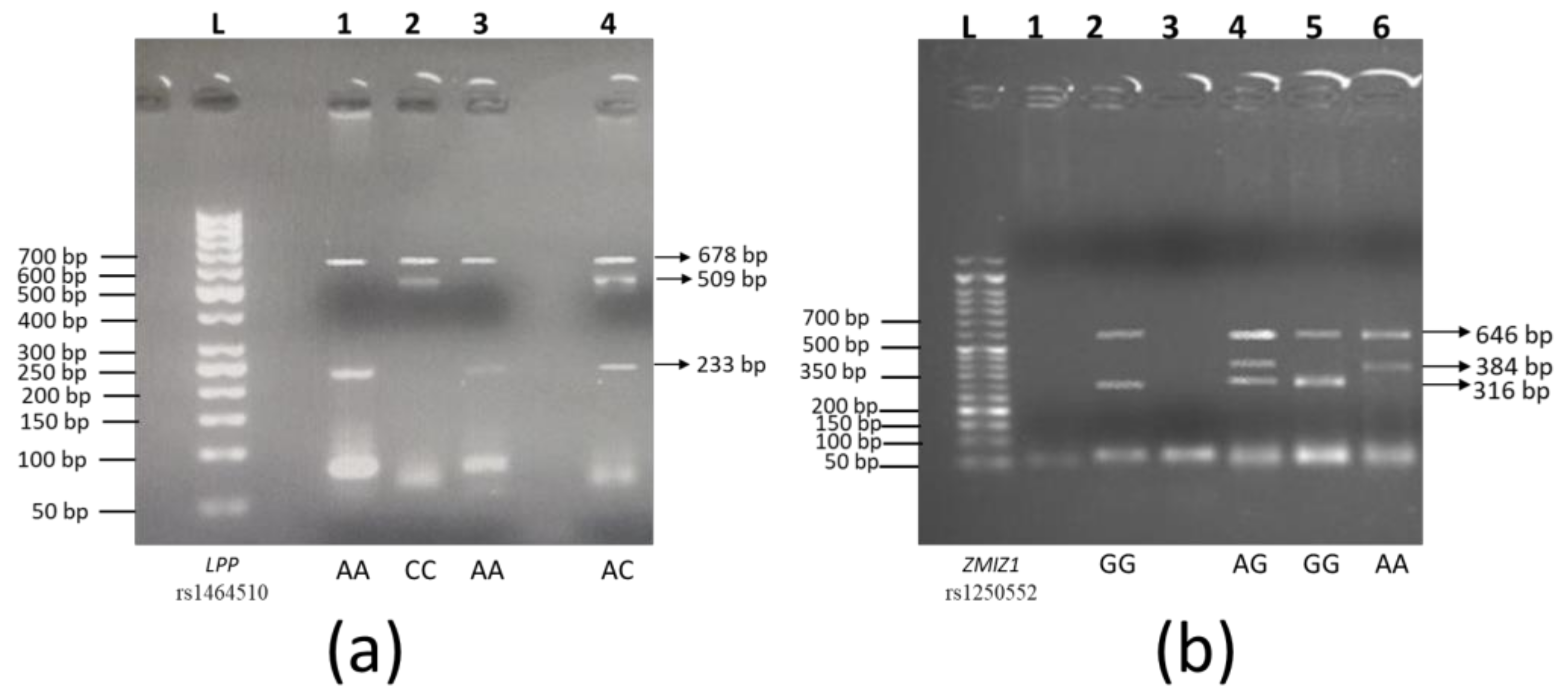 Genes 15 00852 g001
