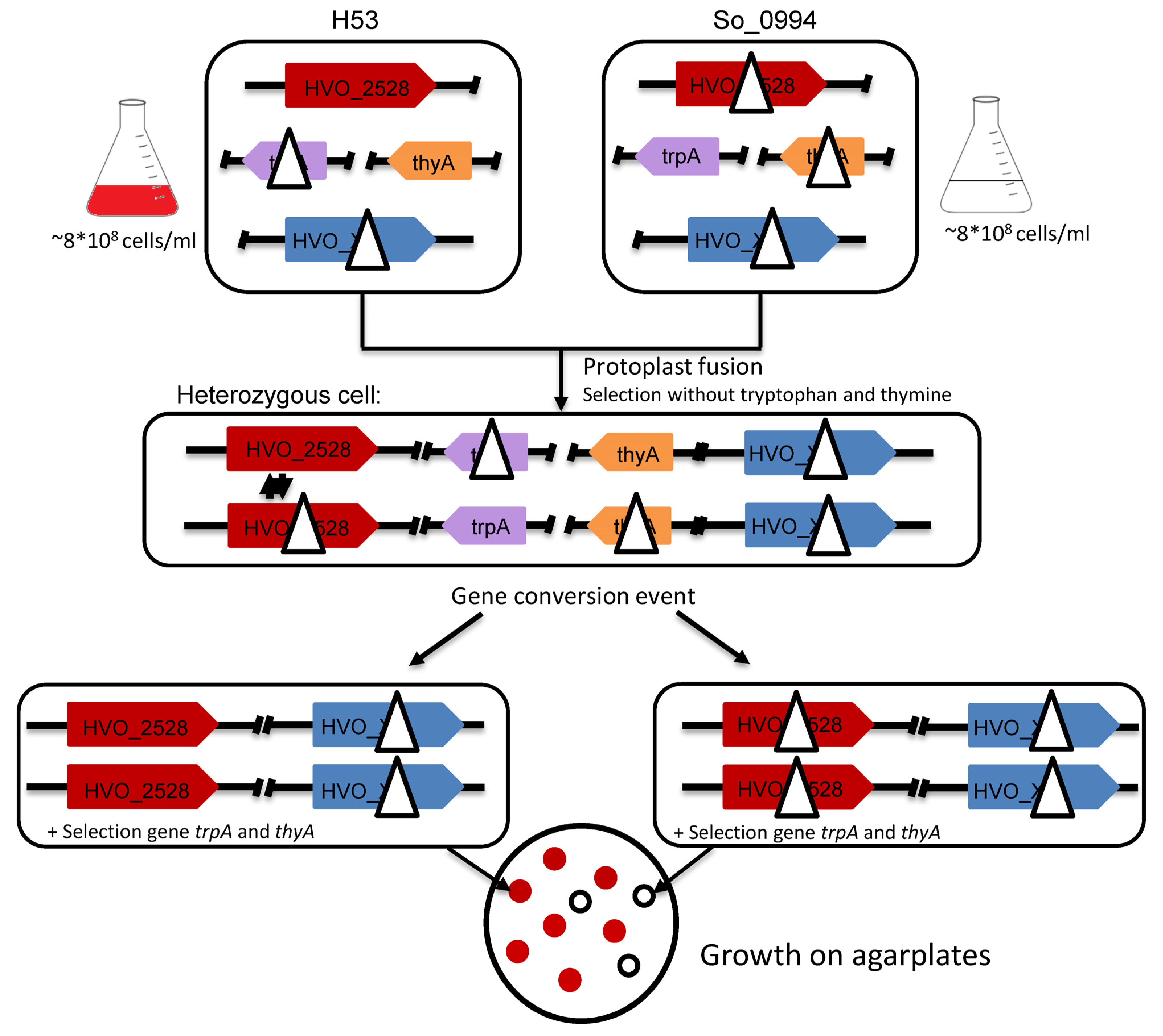 Genes 15 00861 g001 Genes 15 00861 g001