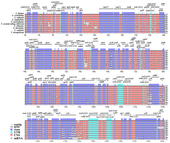 Comparative Analysis and Phylogeny of the Complete