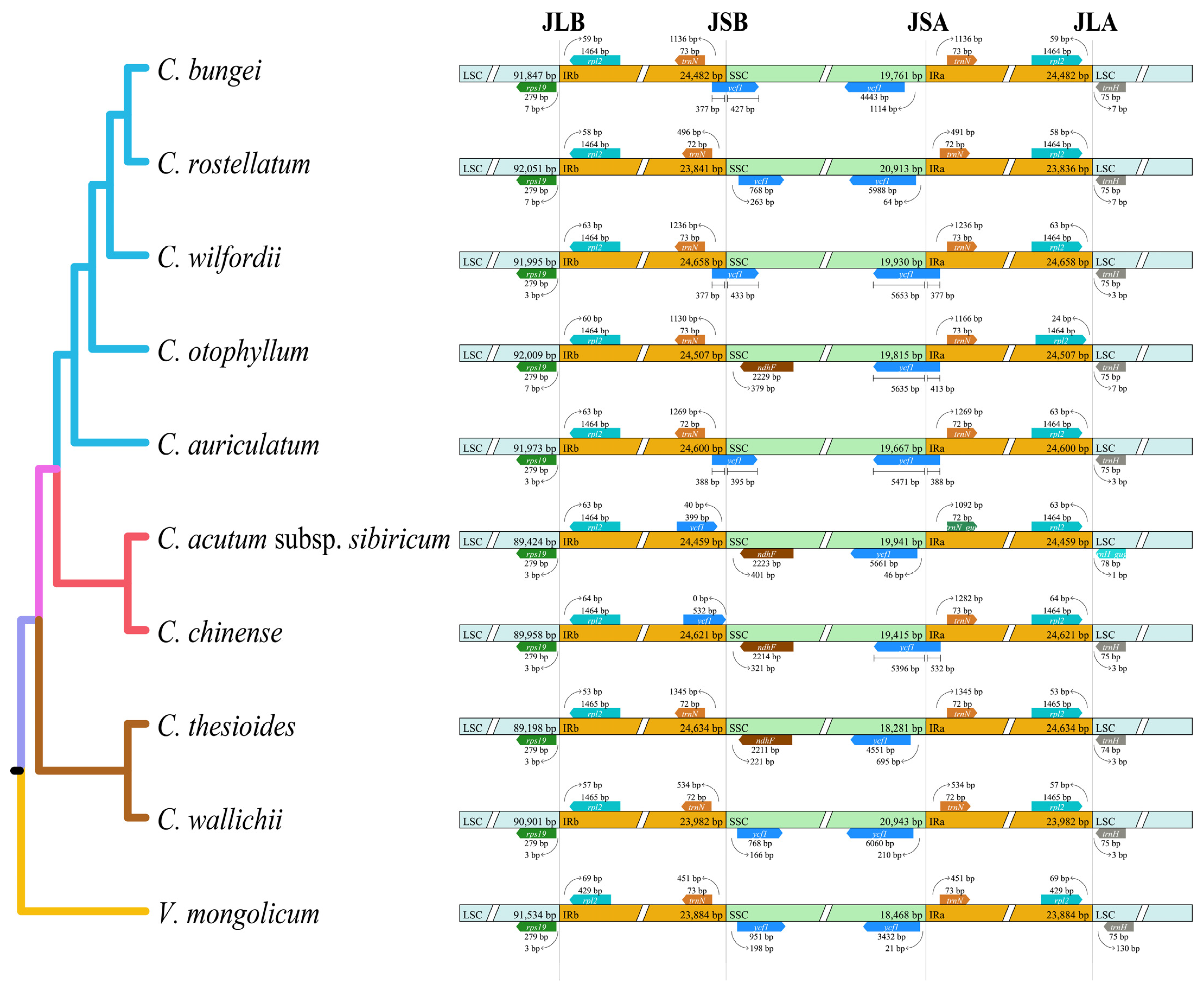 Genes 15 00884 g004 Genes 15 00884 g004