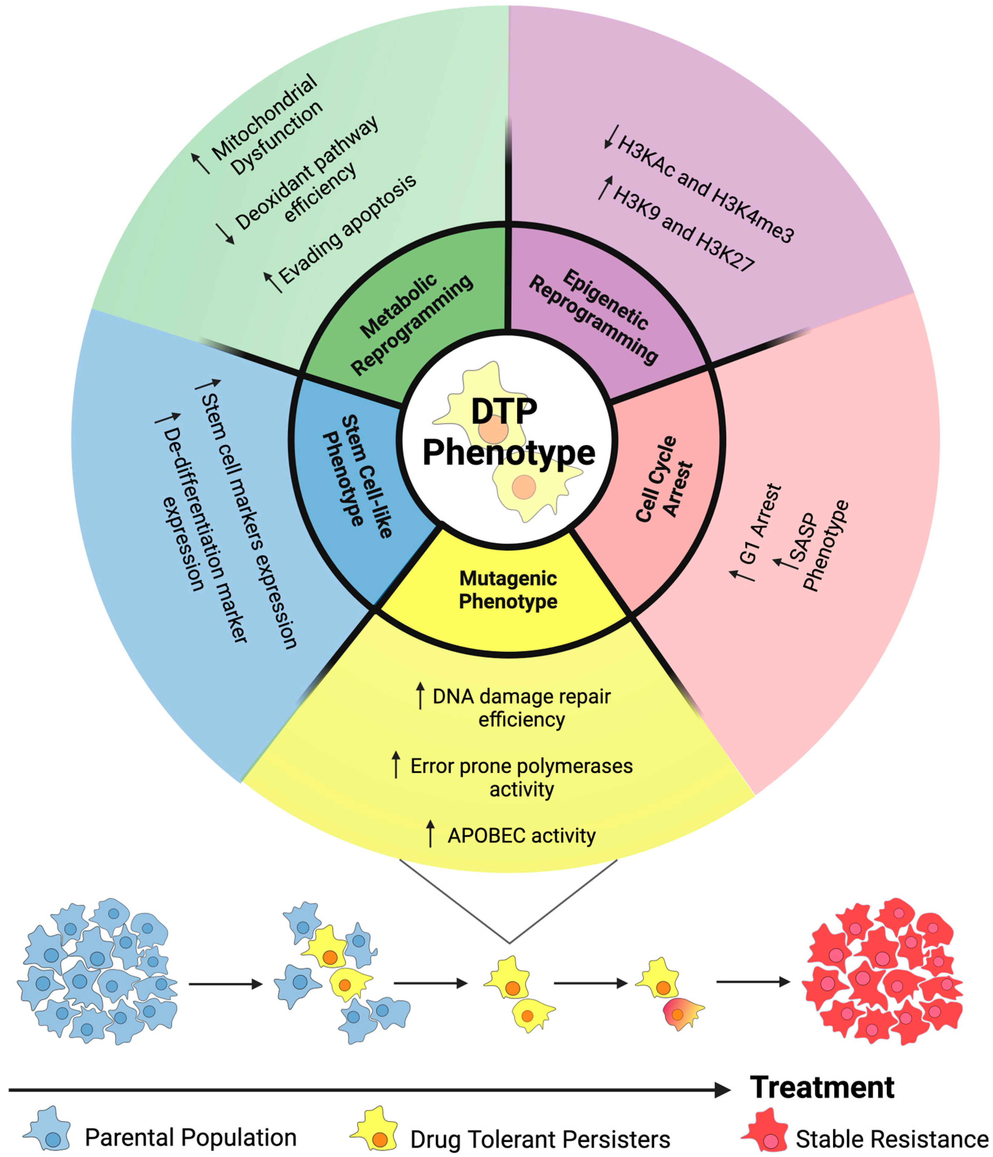 The Potential Links between lncRNAs and Drug Tolerance in