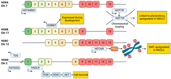 The Potential Links between lncRNAs and Drug Tolerance in
