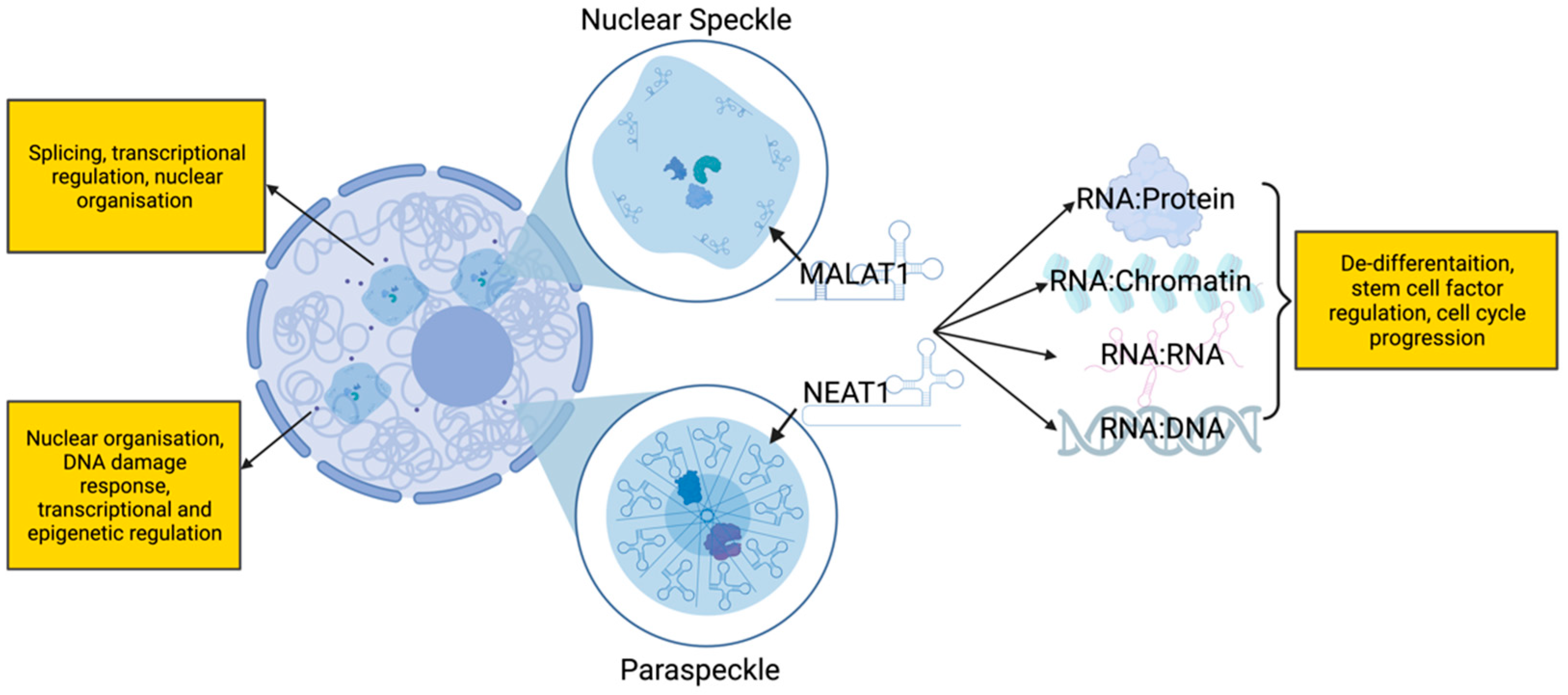 Genes 15 00906 g004 Genes 15 00906 g004