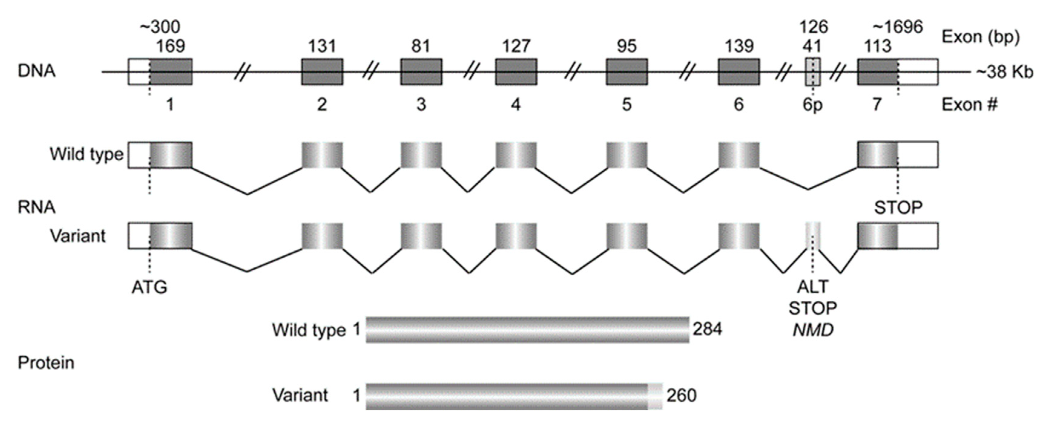 Genes 15 00914 g002