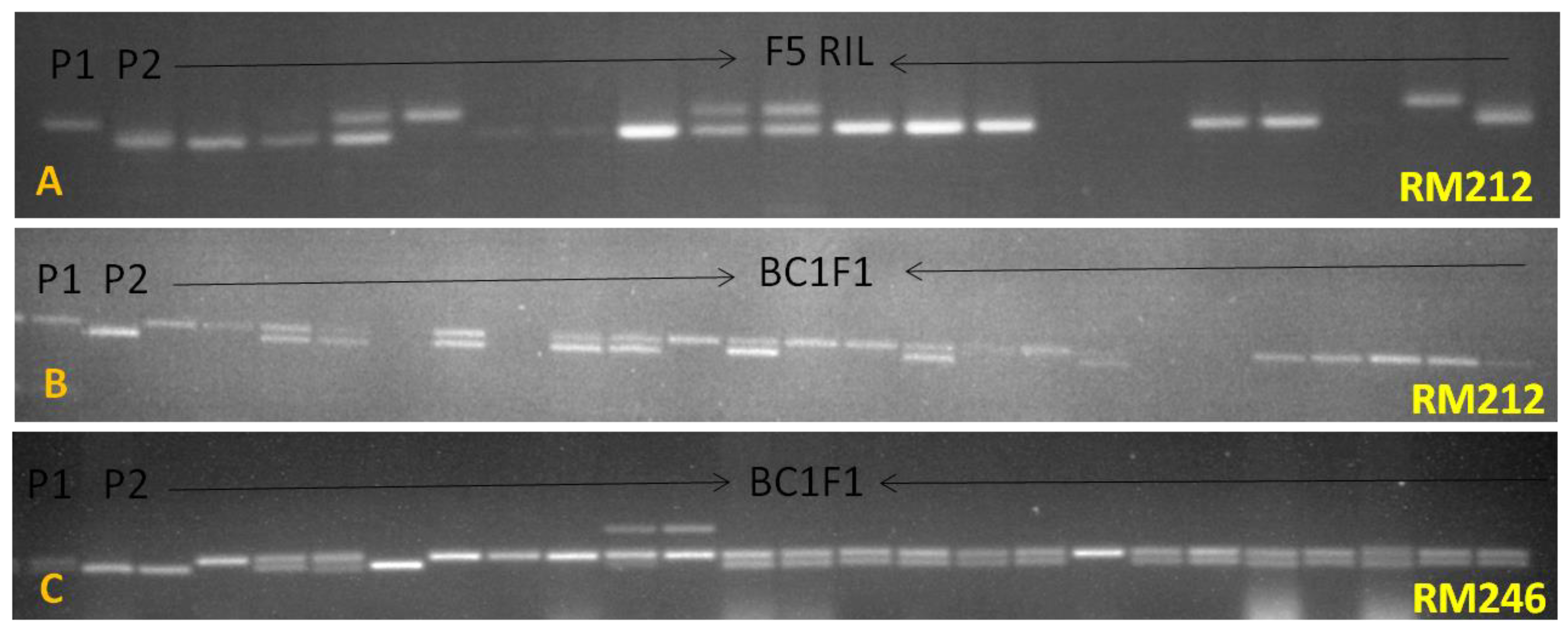 Genes 15 00919 g006 Genes 15 00919 g006
