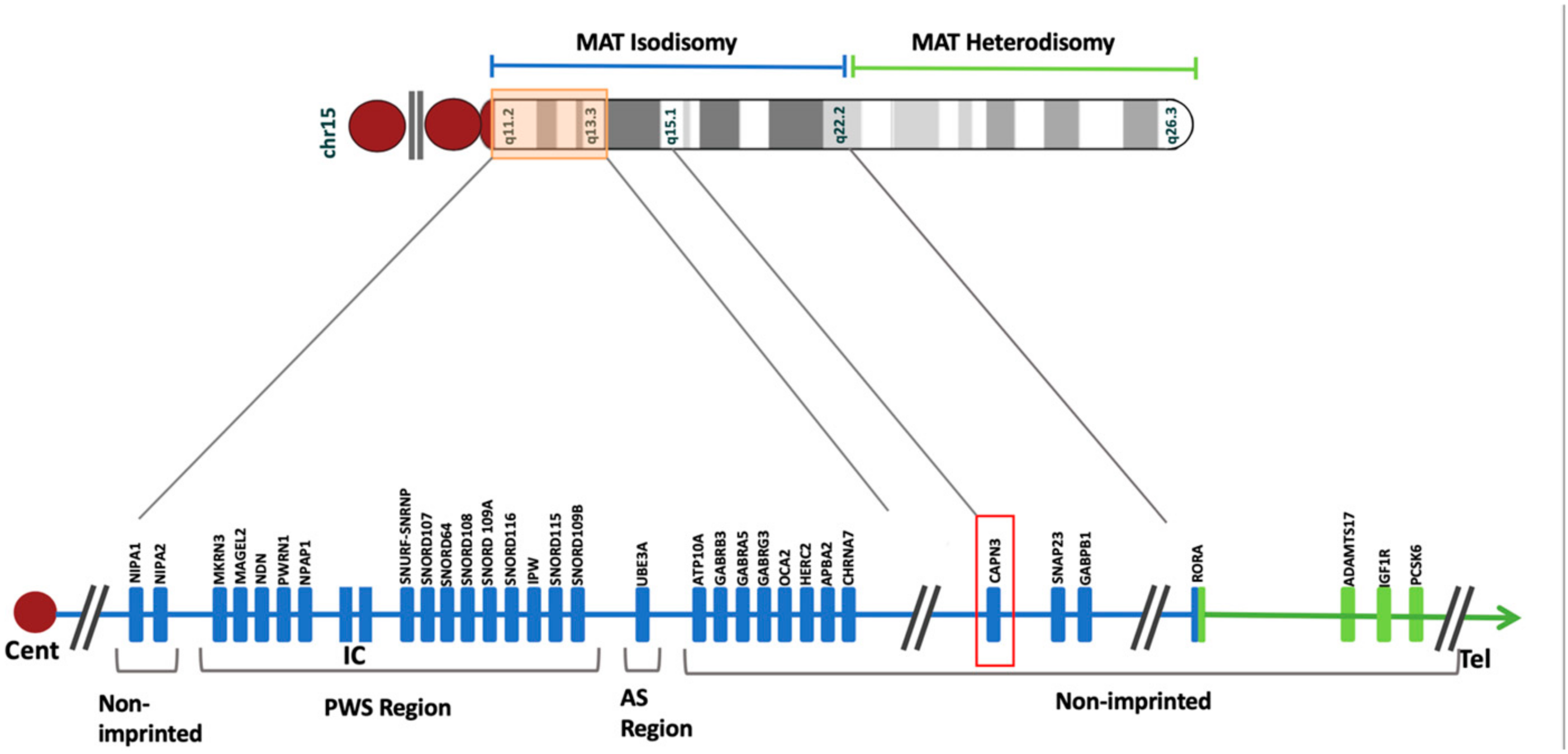 Genes 15 00946 g006