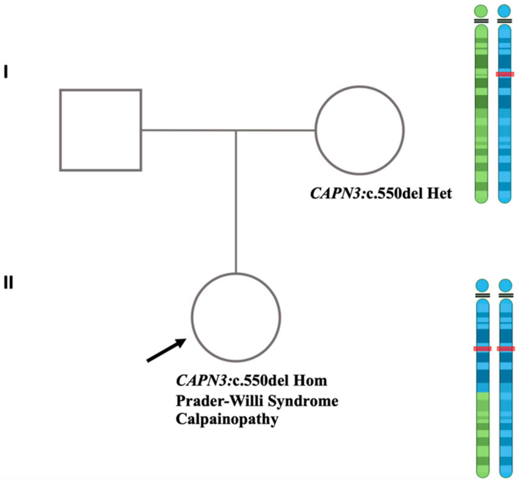 Genes 15 00946 g007