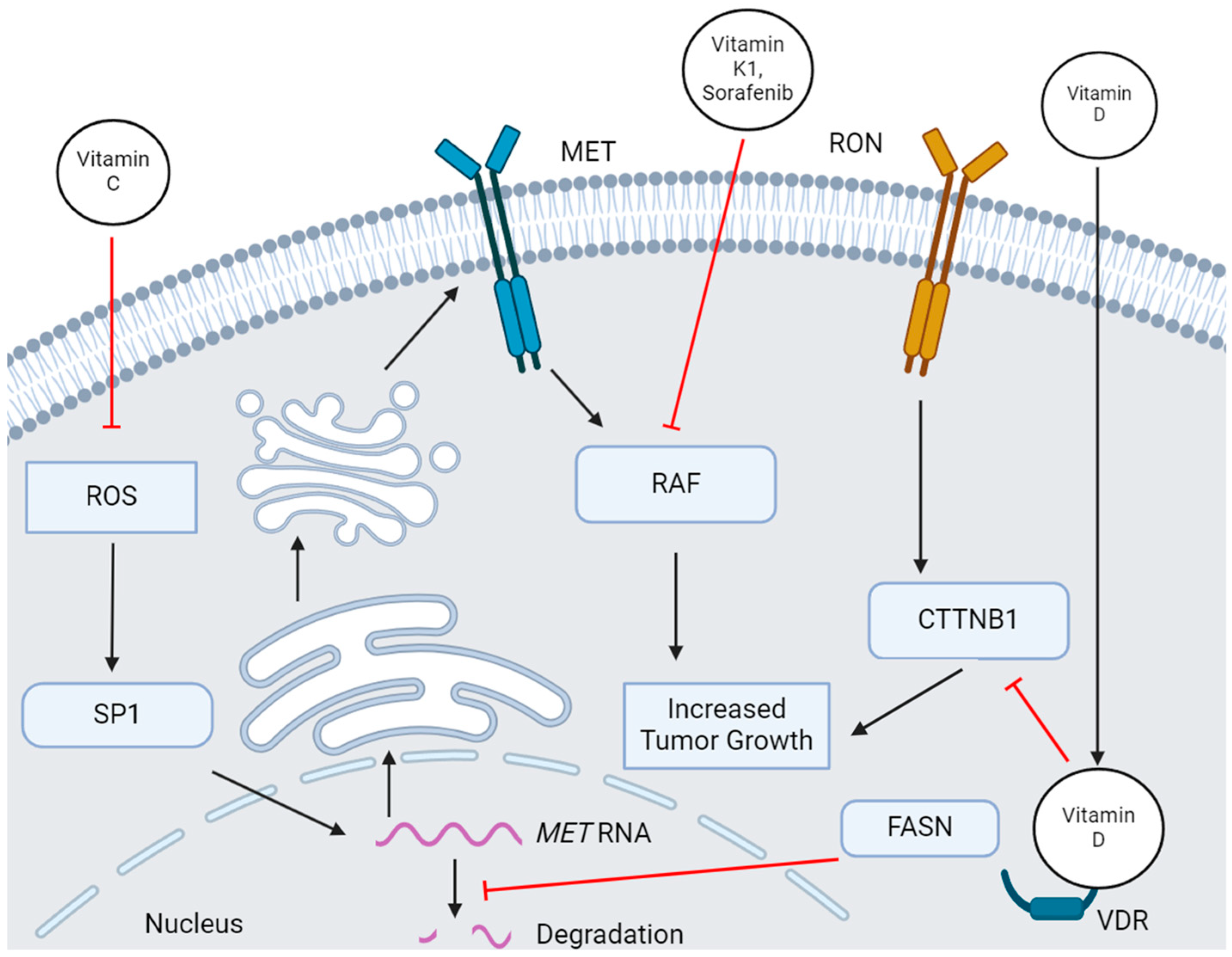 低価格 Receptor of Family MET The Tyrosine Shift a Promotes Kinases 洗顔料