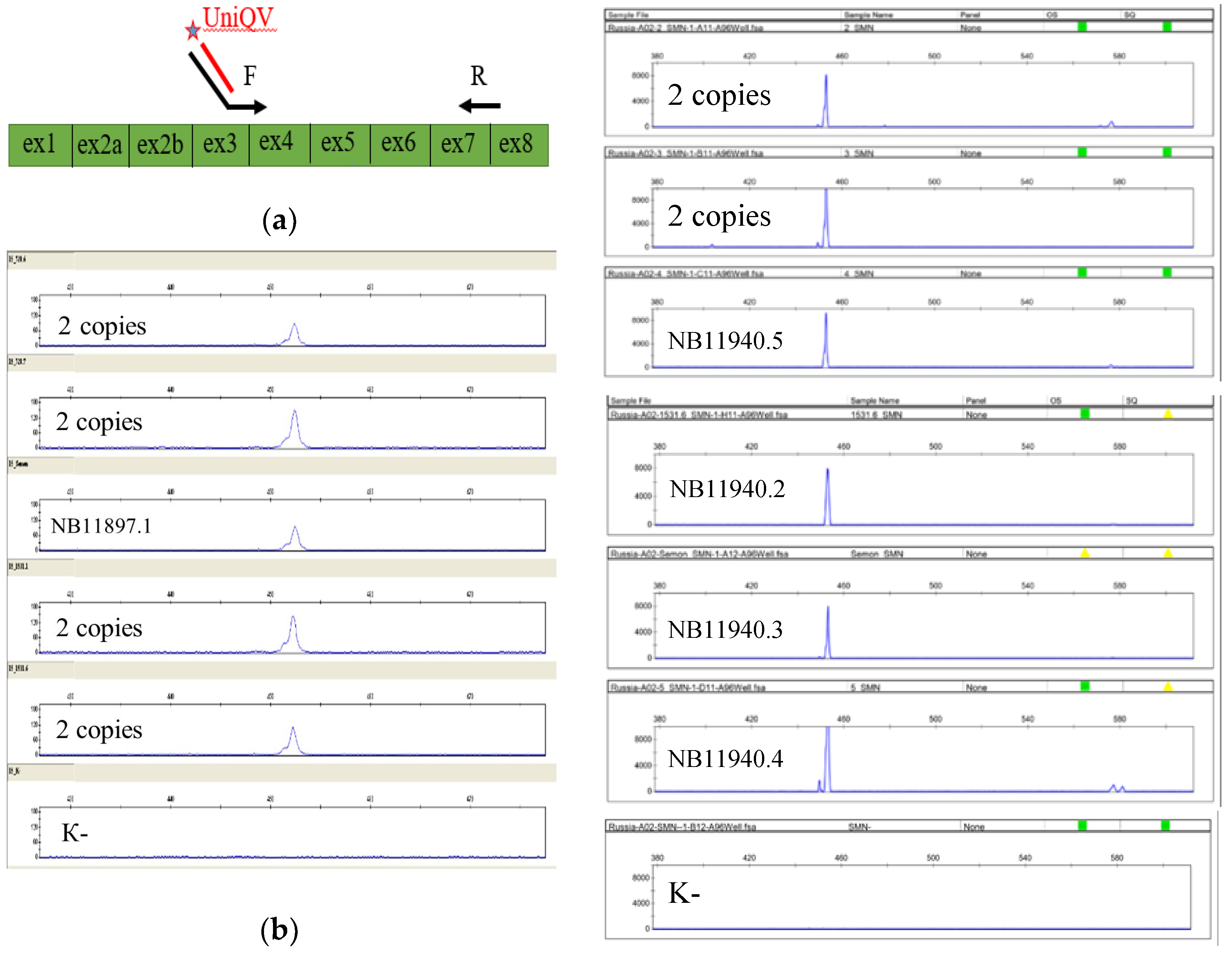 Genes 15 00956 g004