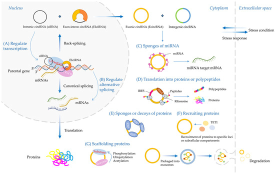 Advances in CircRNAs in the Past Decade: Review of CircRNAs