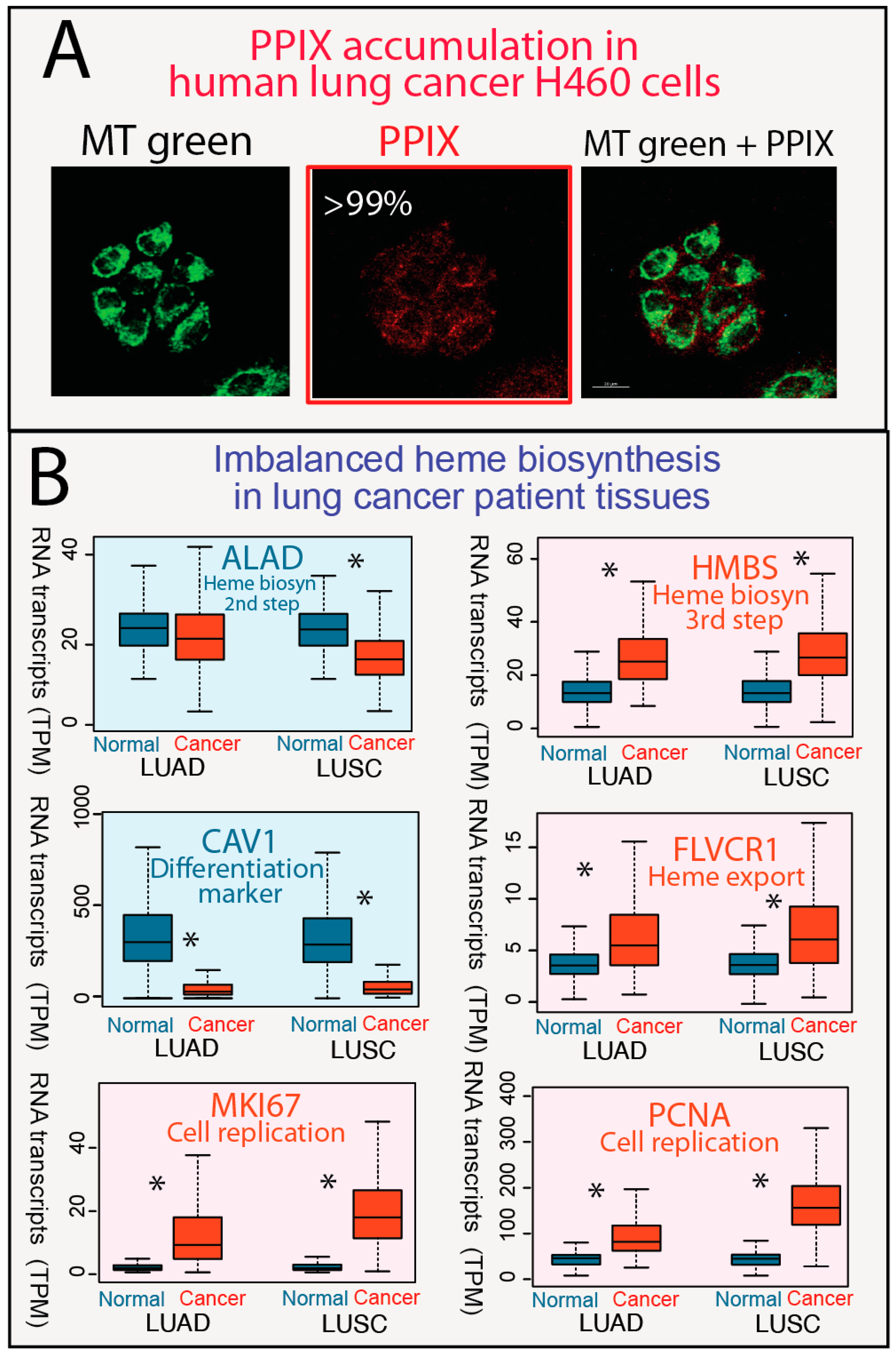 Genes 15 00961 g001 Genes 15 00961 g001