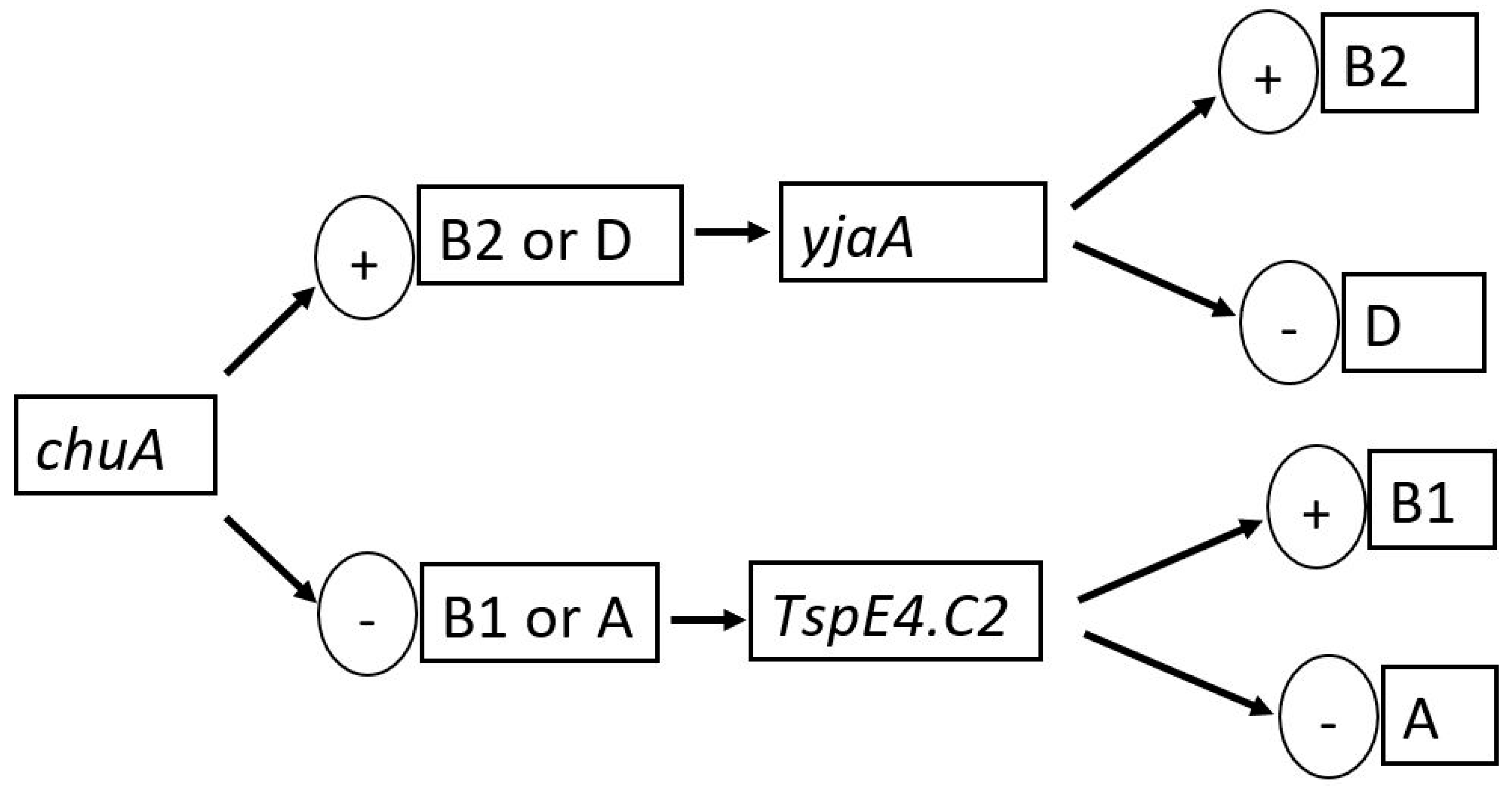 Genes 15 00985 g001 Genes 15 00985 g001
