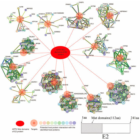 Network of Interactions between the Mut Domains of the E2 Protein