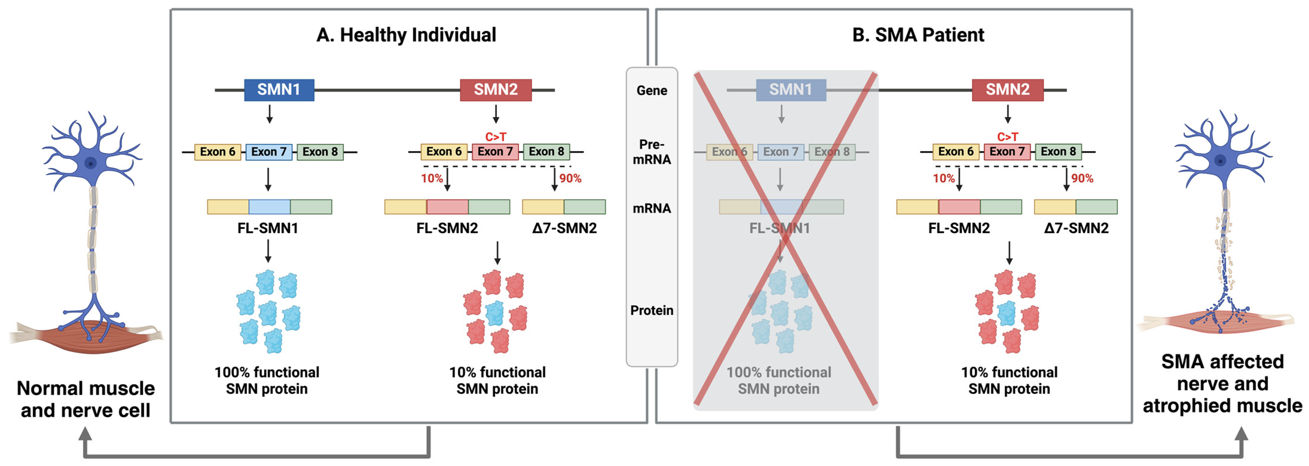 Genes 15 00999 g001 Genes 15 00999 g001