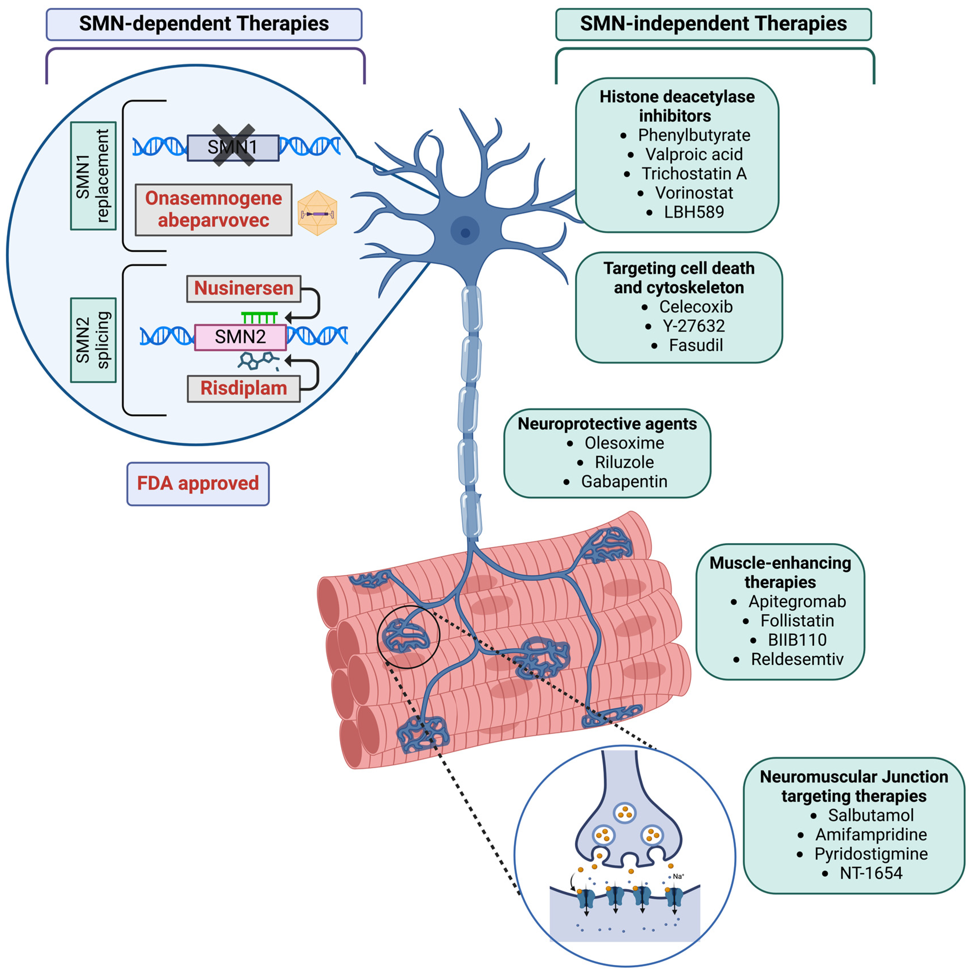 Genes 15 00999 g002 Genes 15 00999 g002