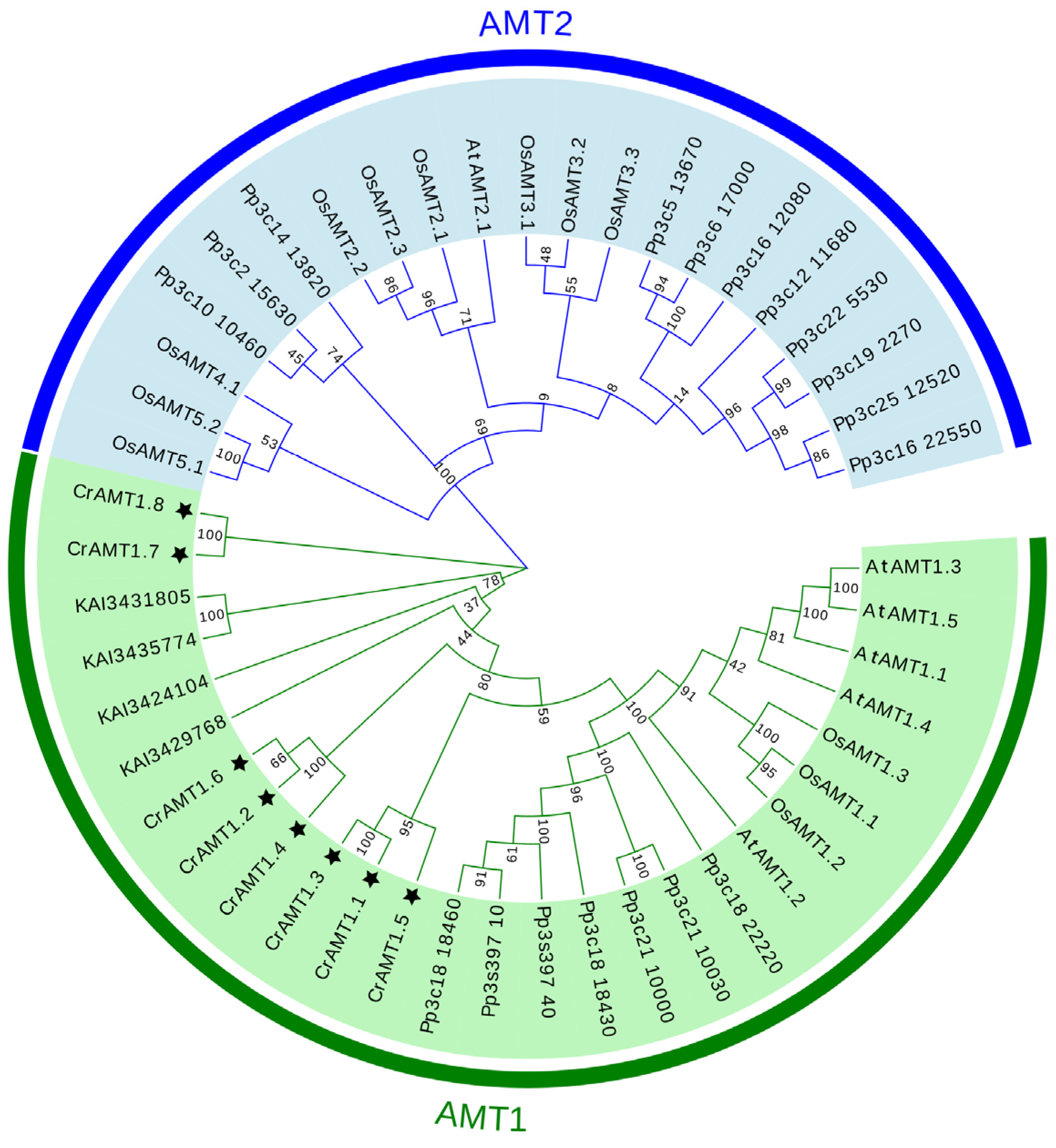 Genes 15 01002 g001 Genes 15 01002 g001