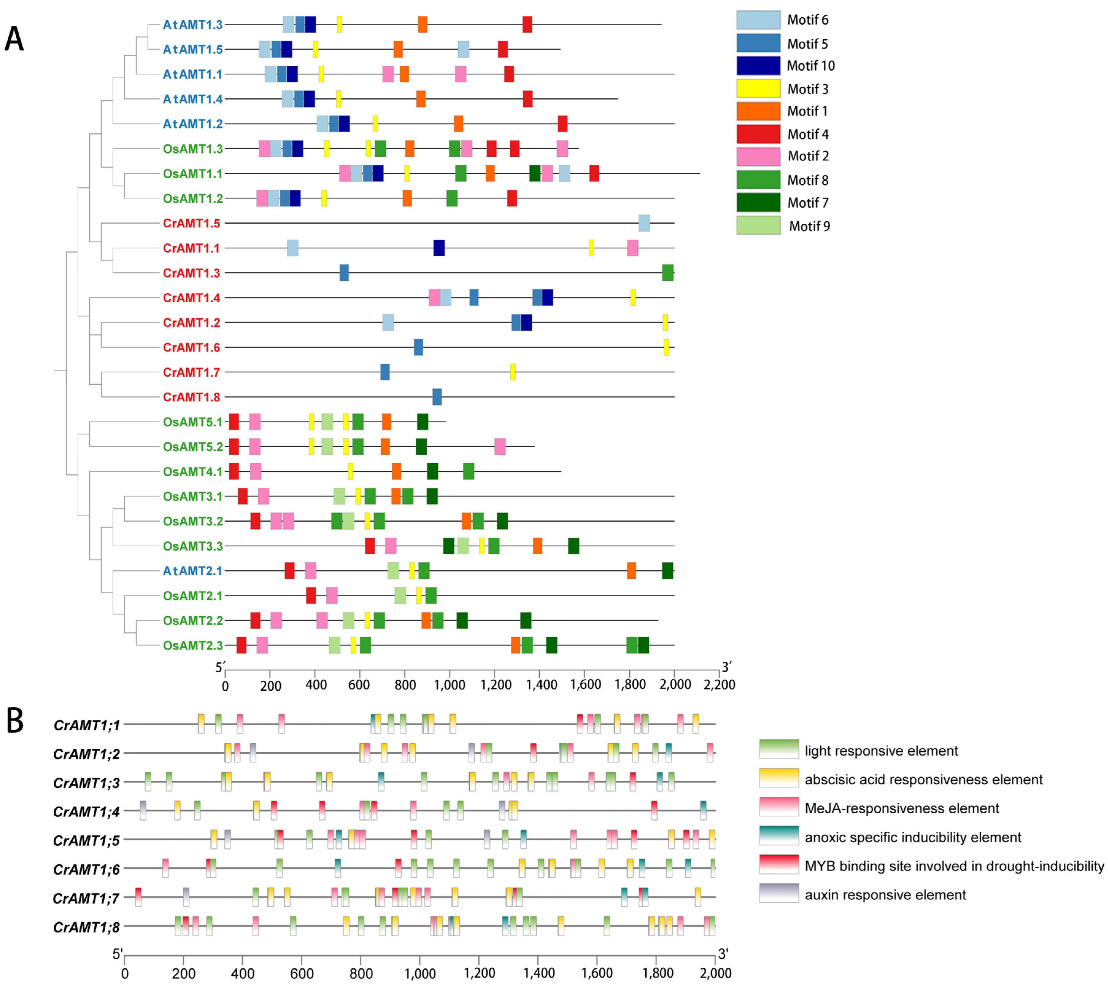 Genes 15 01002 g004 Genes 15 01002 g004