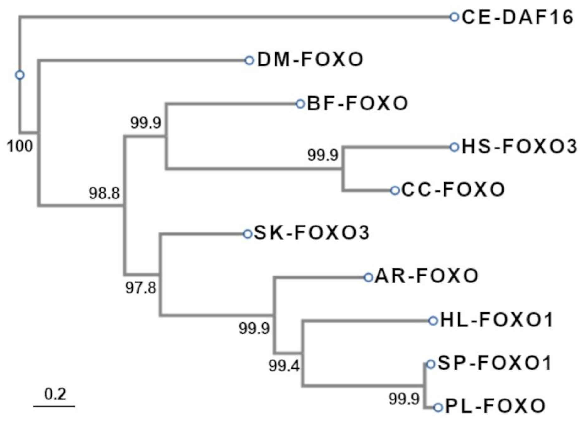 Genes | Free Full-Text | Gene, Protein, and in Silico Analyses of FoxO ...