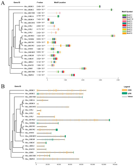 Genome-Wide Identification, Characterization, and Transcriptional ...