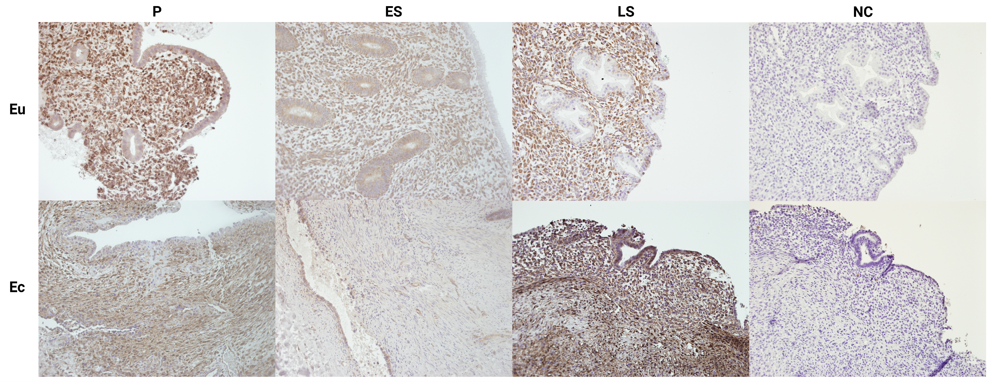Genes 15 01086 g002 Genes 15 01086 g002
