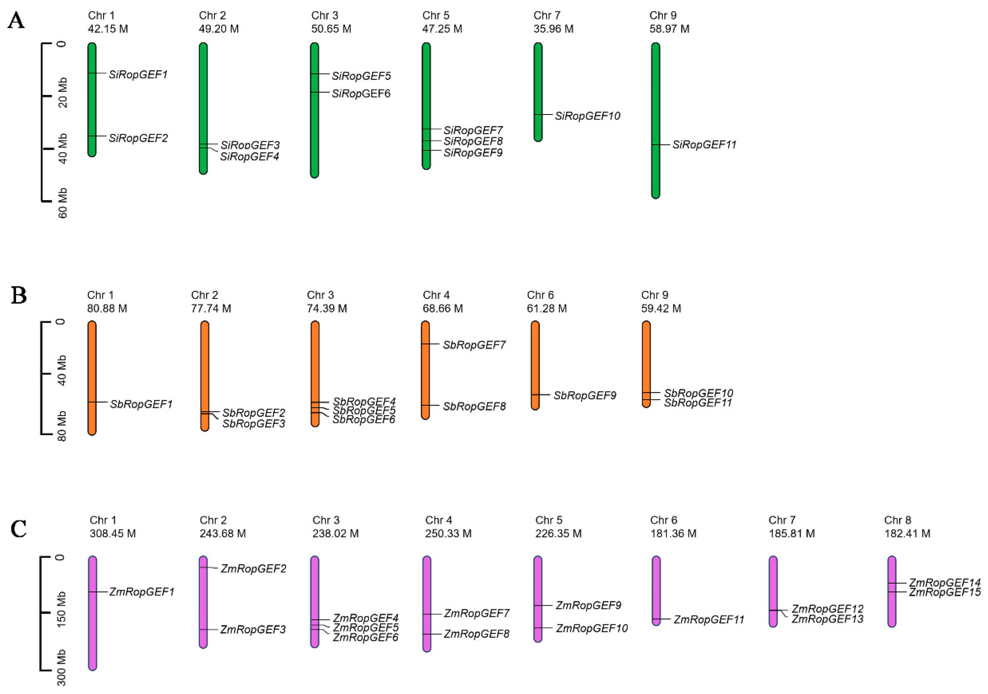 Genes 15 01112 g001