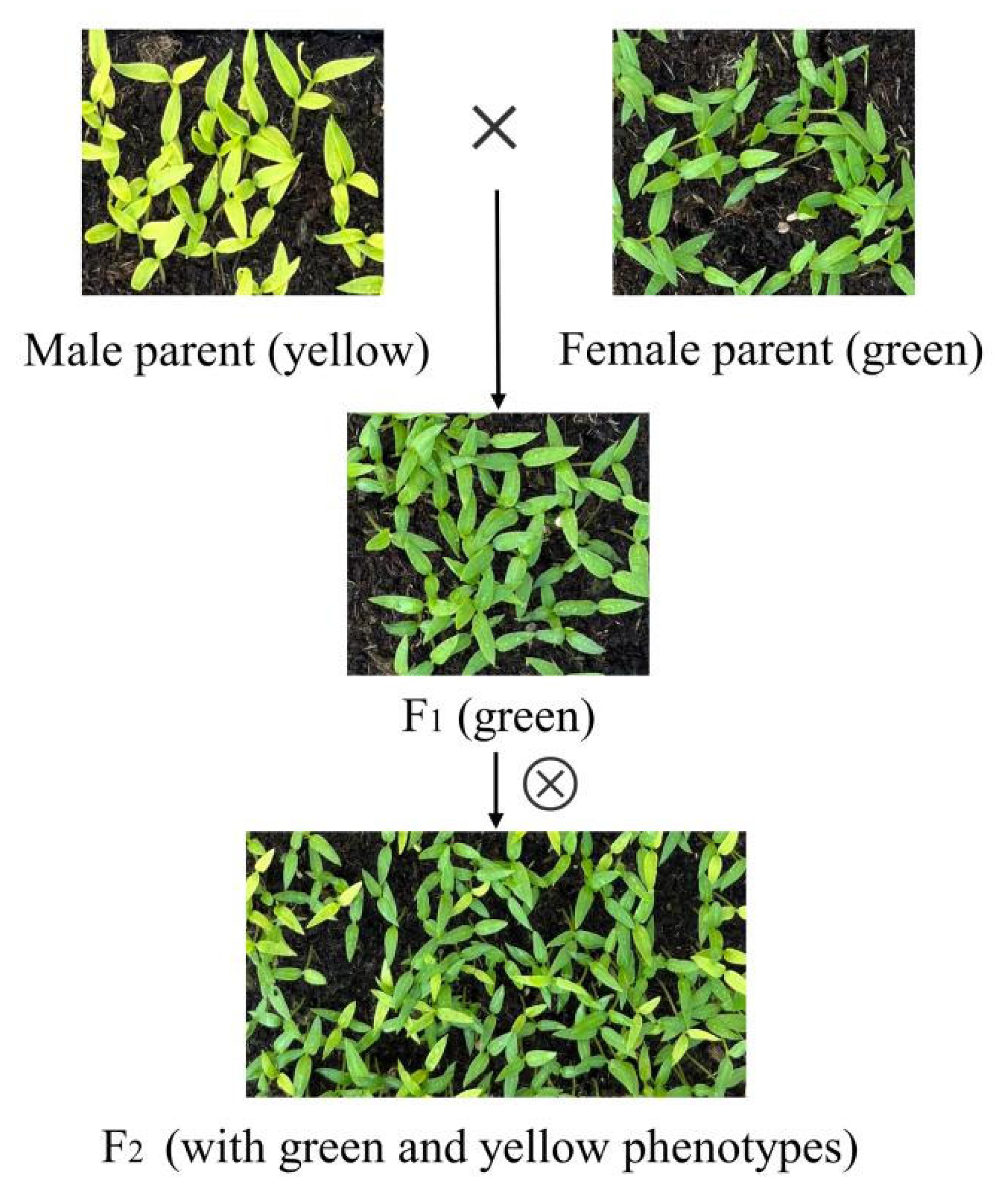 Genes 15 01115 g001 Genes 15 01115 g001