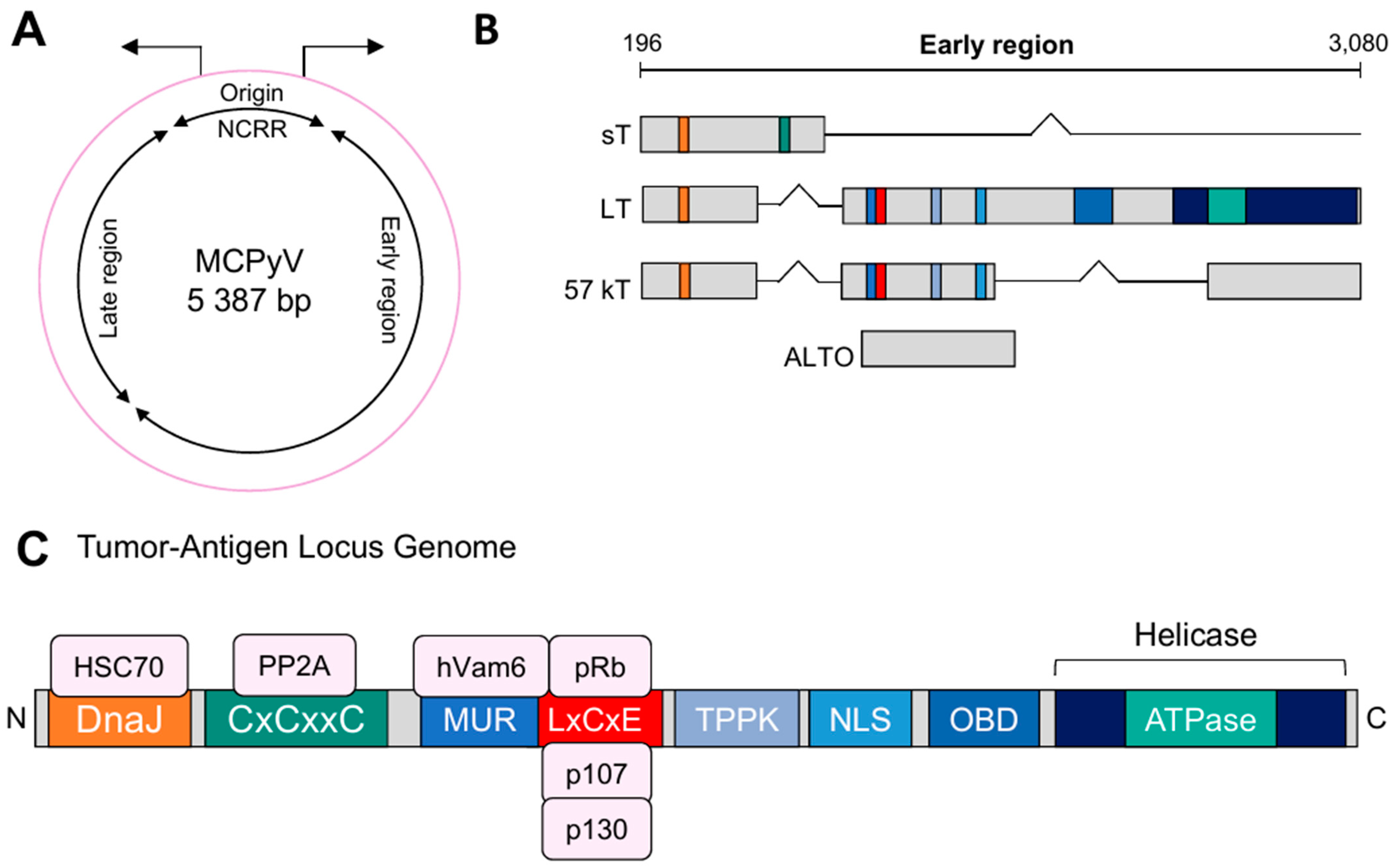 Genes 15 01127 g001 Genes 15 01127 g001