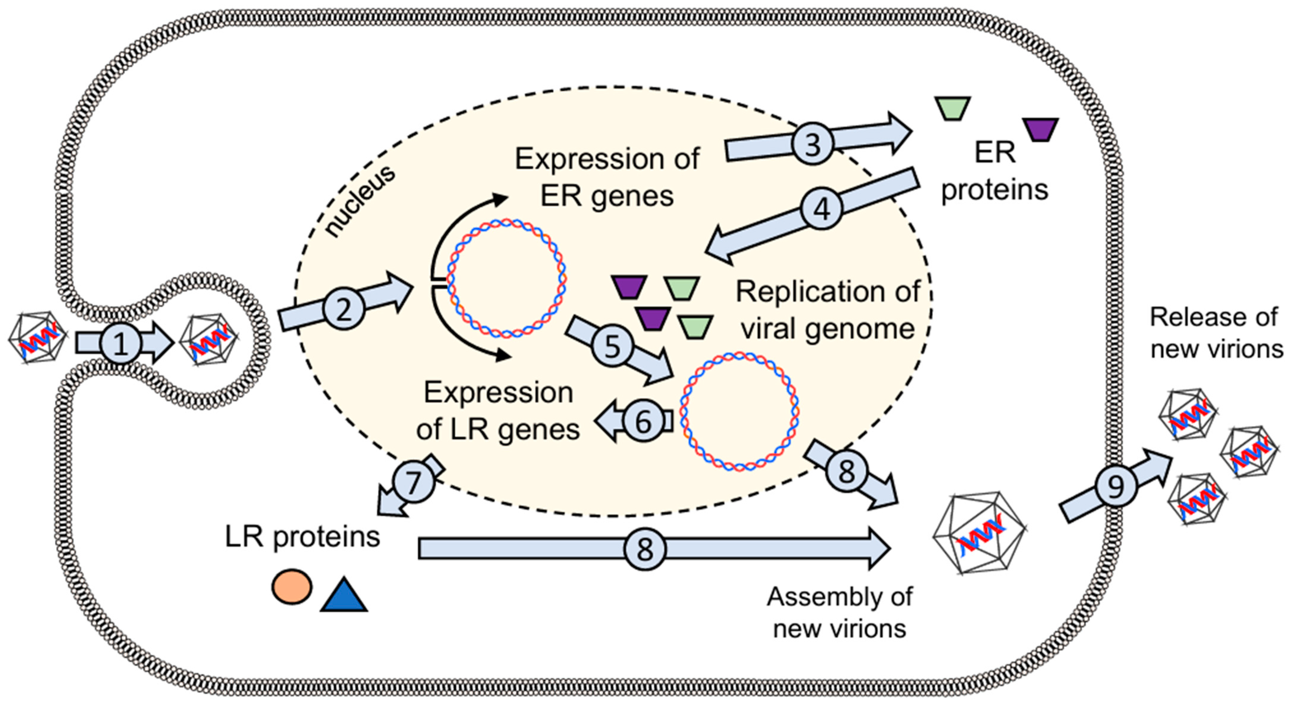 Genes 15 01127 g002 Genes 15 01127 g002