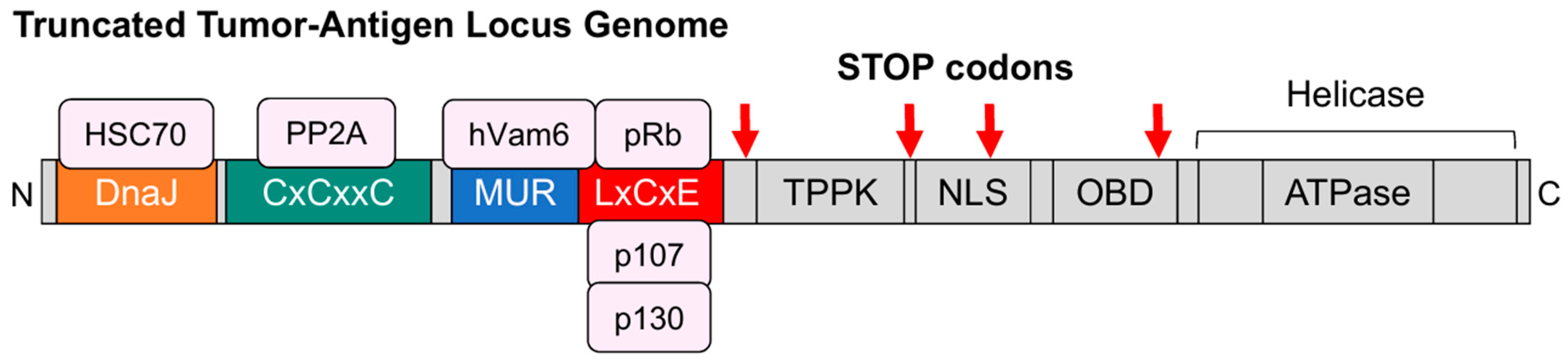 Genes 15 01127 g003 Genes 15 01127 g003