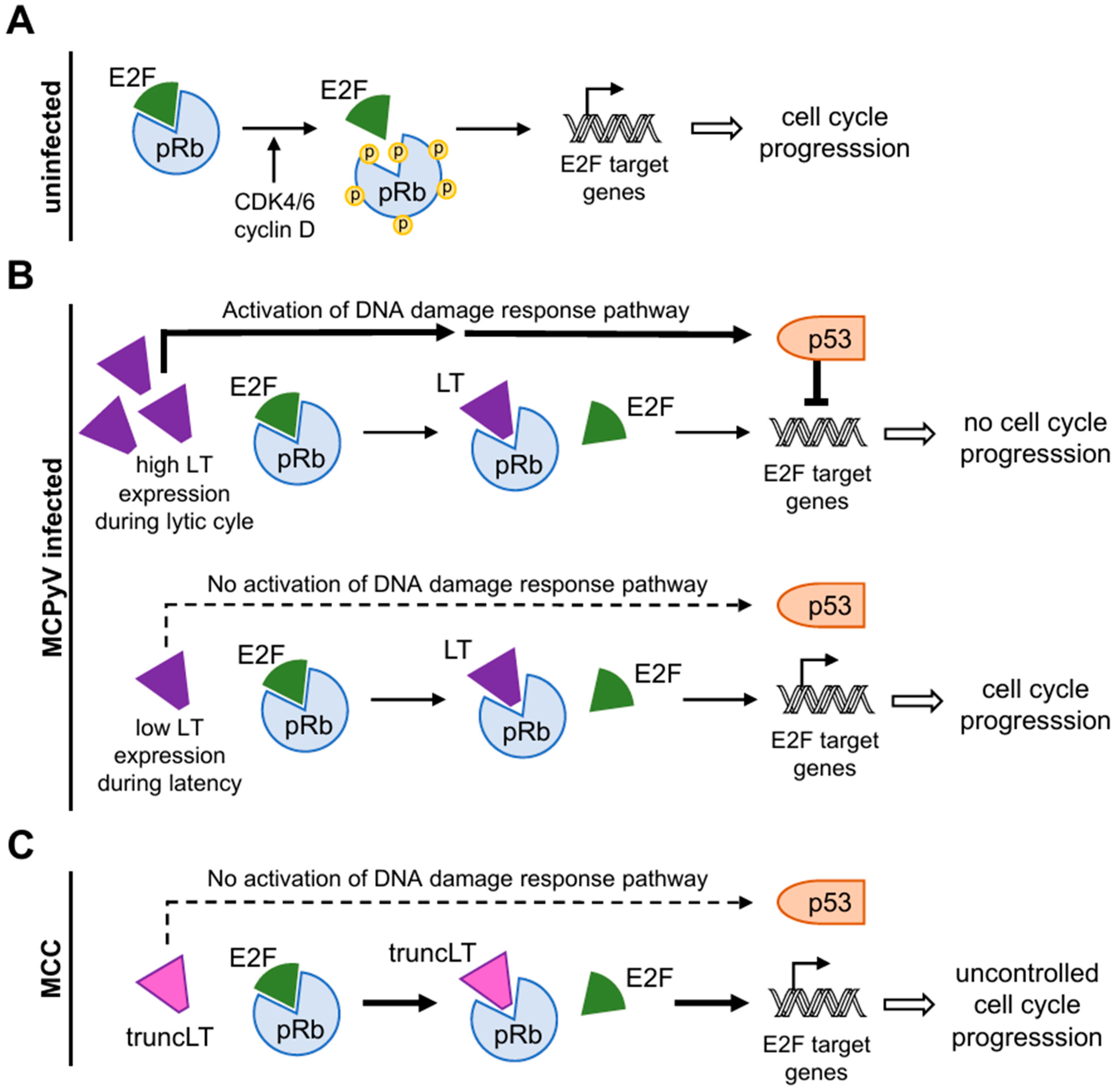 Genes 15 01127 g004 Genes 15 01127 g004