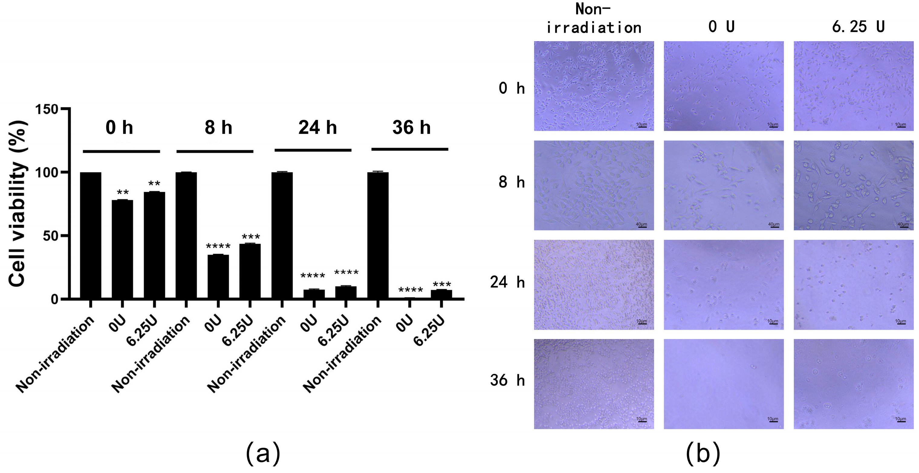 Genes 15 01147 g005 Genes 15 01147 g005