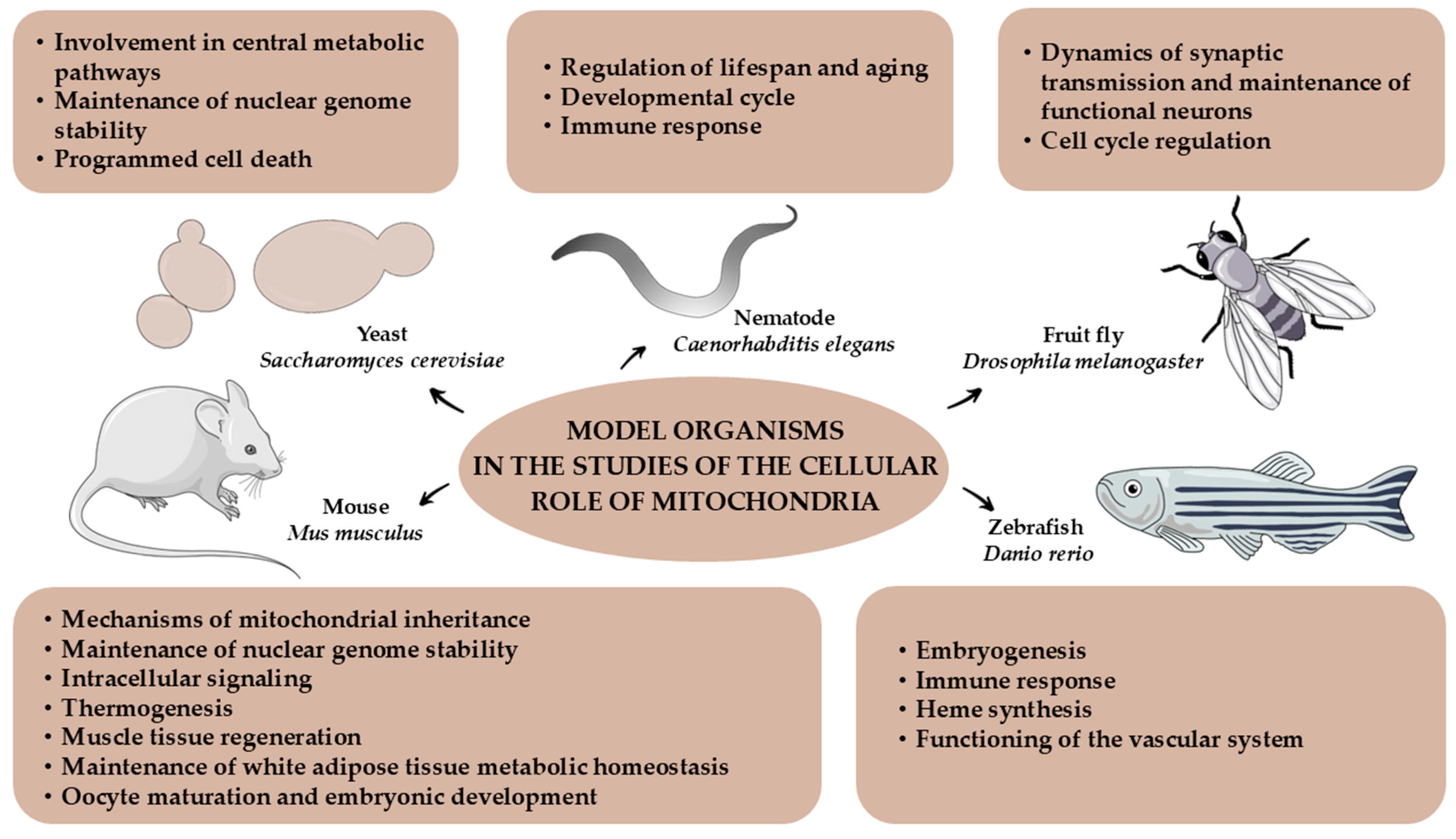 Genes 15 01153 g002 Genes 15 01153 g002