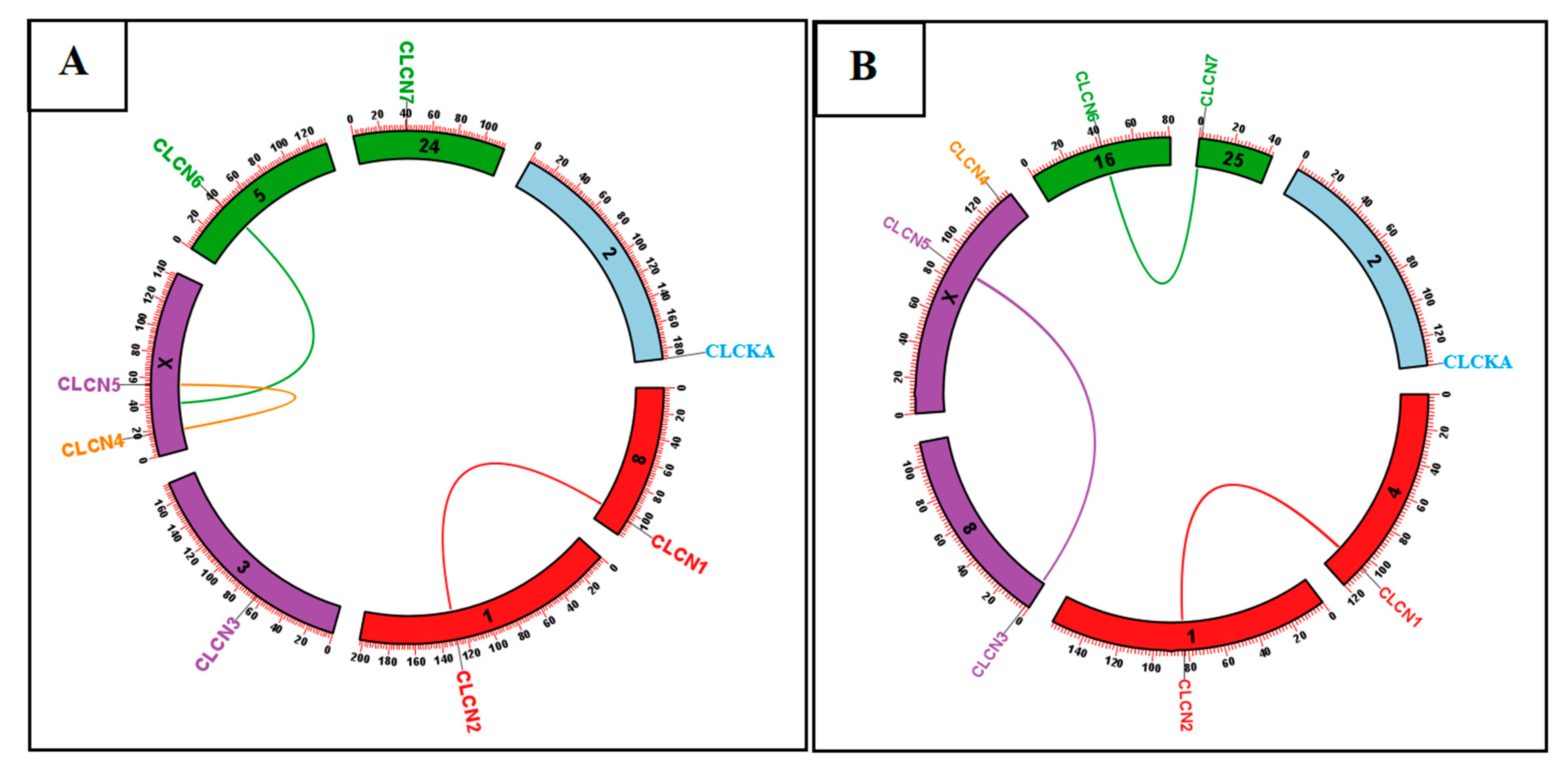 Genes 15 01163 g004 Genes 15 01163 g004