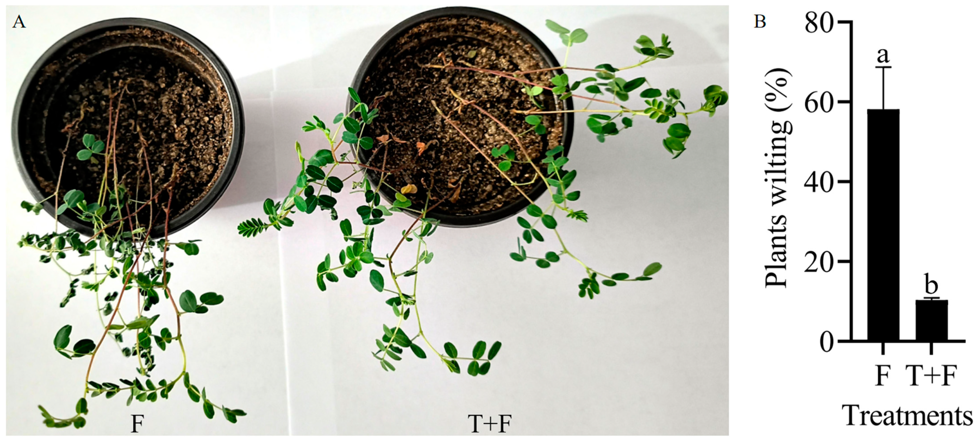 Integration of Transcriptomics and WGCNA to Characterize