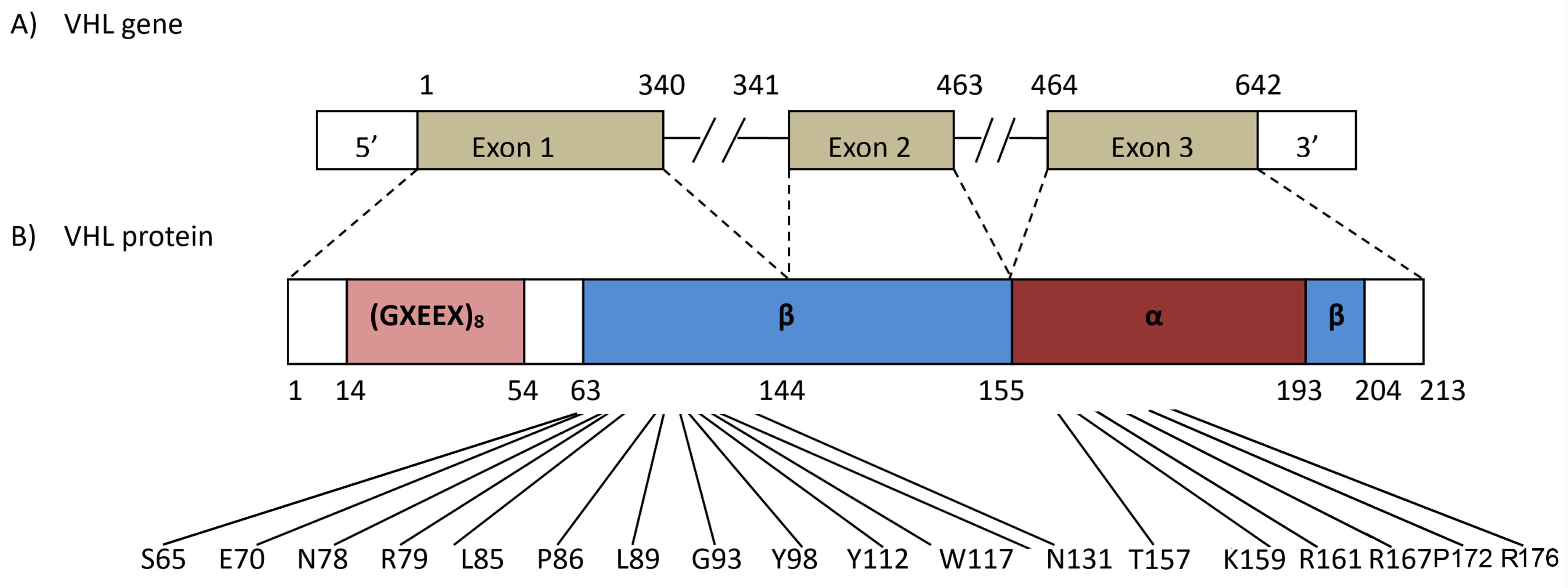 Genes 15 01192 g001 Genes 15 01192 g001