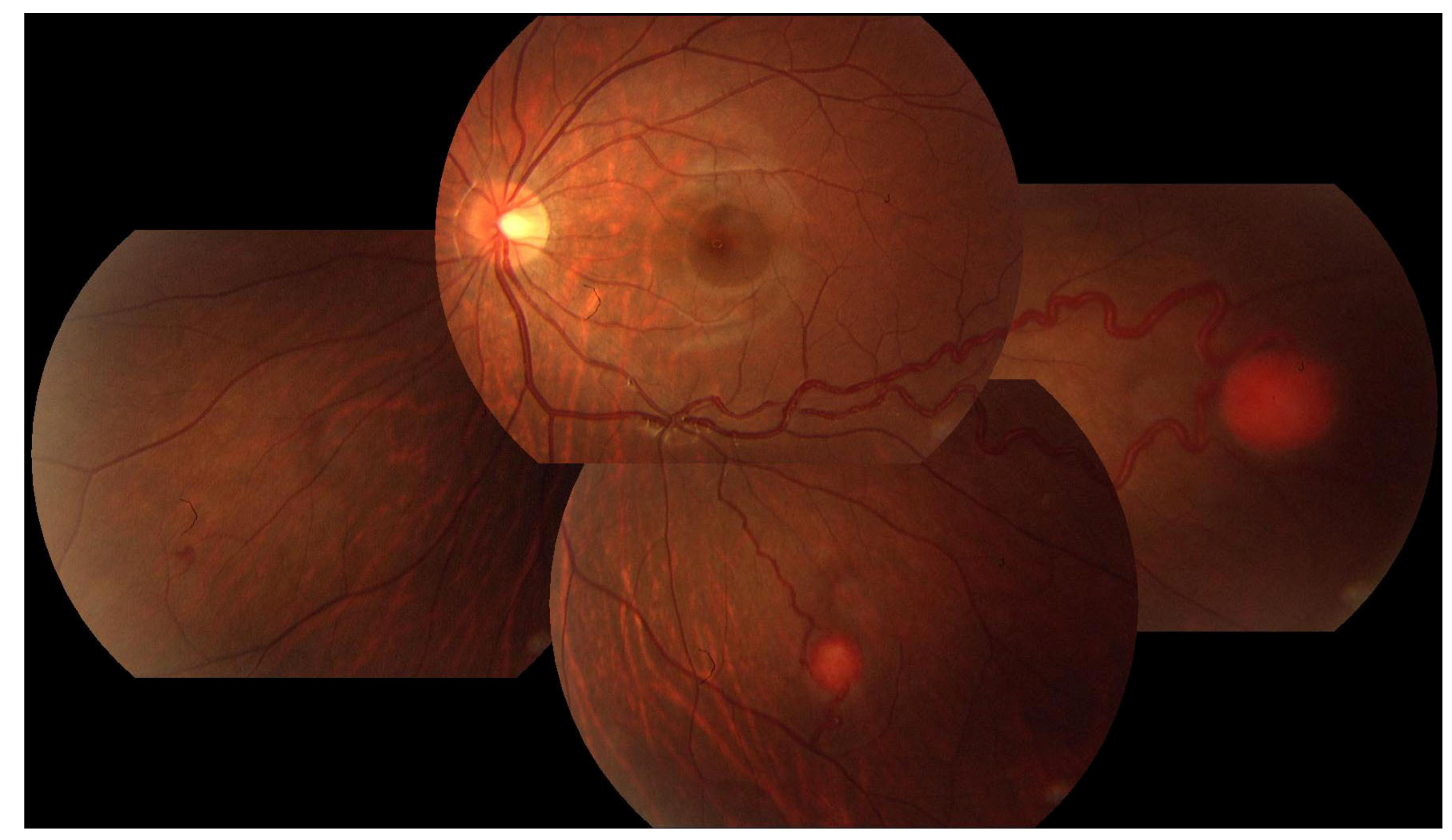 Genes 15 01192 g004 Genes 15 01192 g004