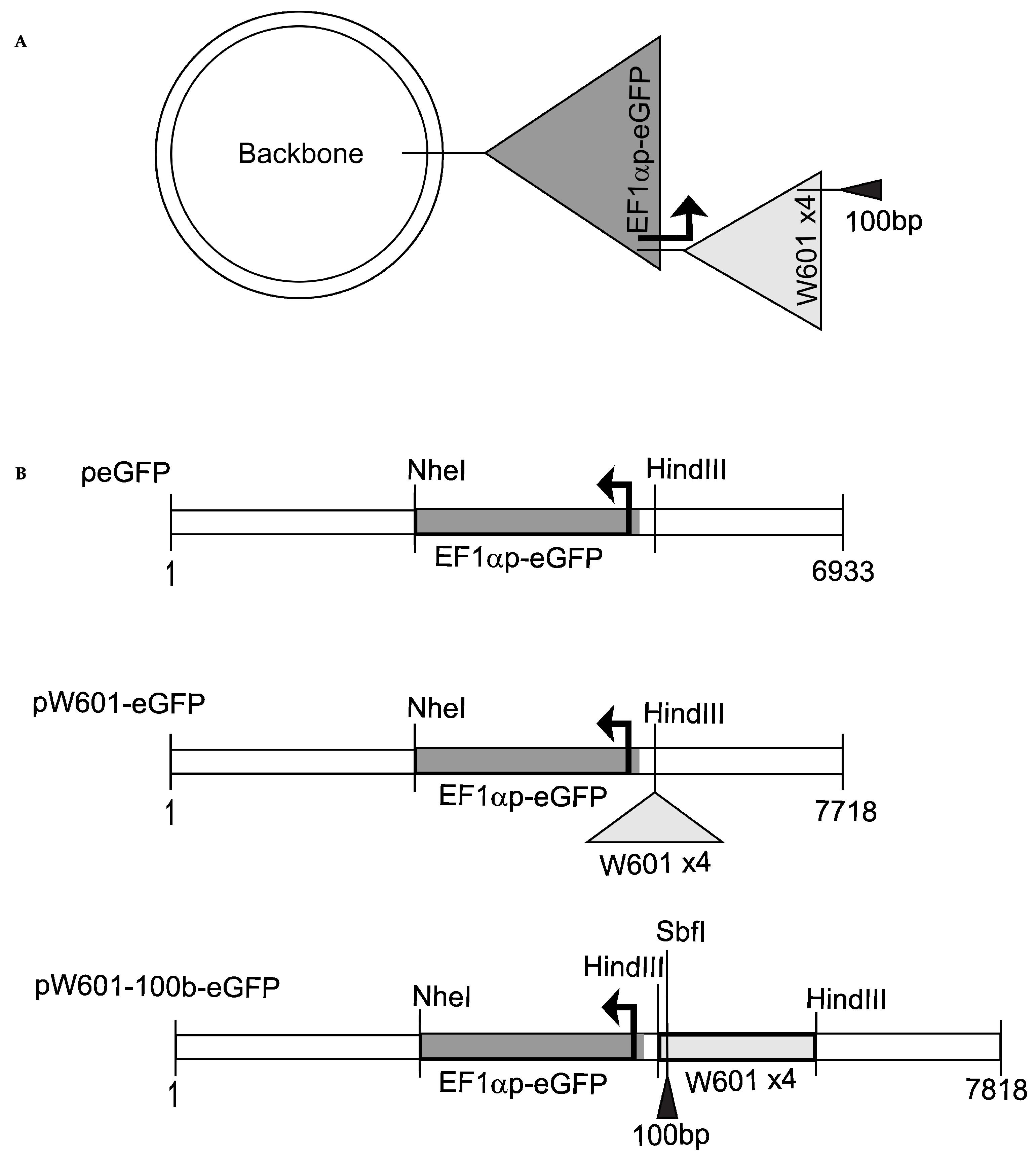 Genes 15 01232 g001 Genes 15 01232 g001